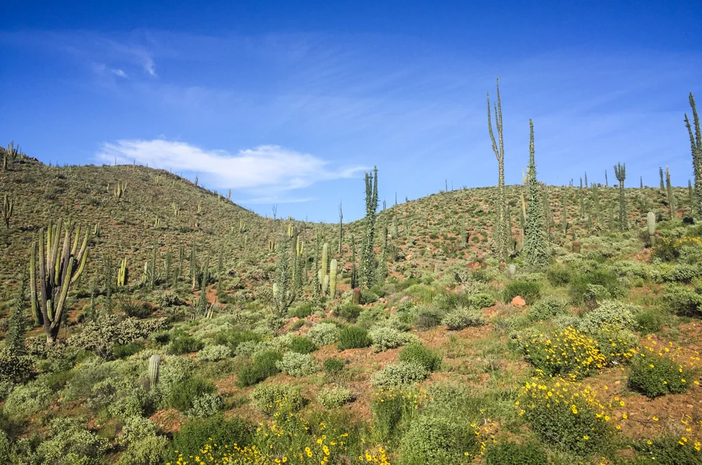 The "trees" in the center, the Dr. Seuss style ones, had burst into bloom. We had seen them on the way down and the looked like tall, silver cones, but by the time we returned they had grown mini branches.