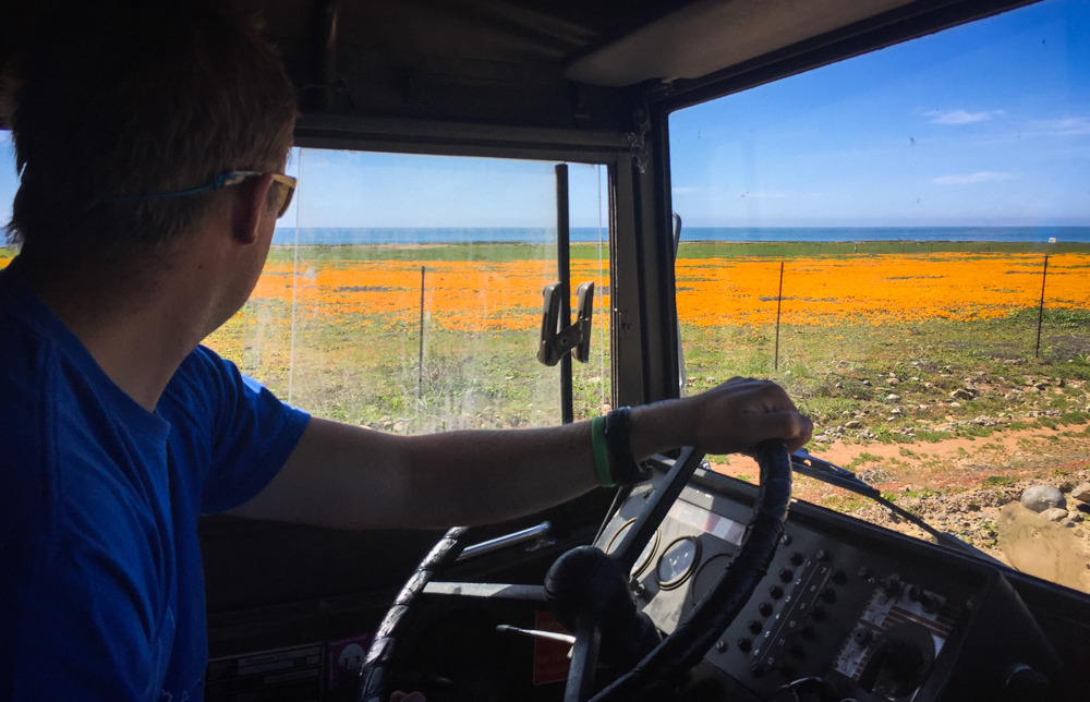 Fields of orange flowers along the coastal dirt road.