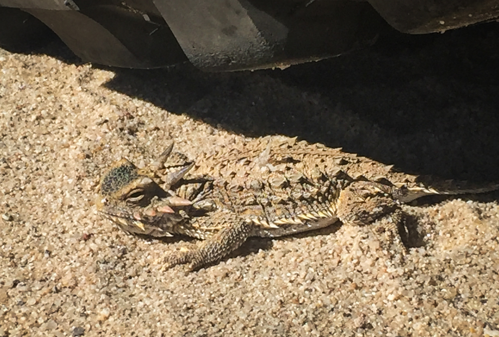 A horny toad saying hello!