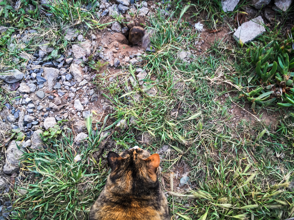 ... and made a friend!
