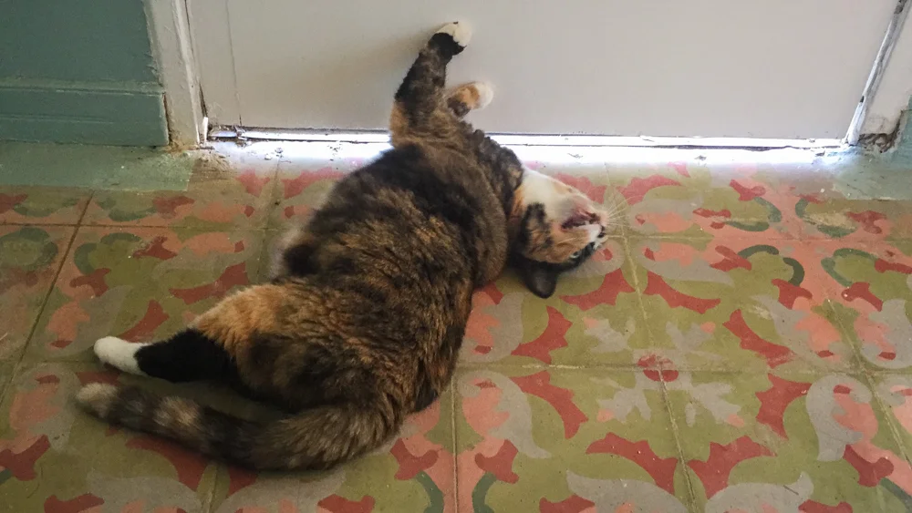 Loulou freaking out because we locked her in Chels bedroom. She just couldn't be pleased. First she missed Chels and wanted to hang out, but then when the door was shut she could only focus on trying to escape.