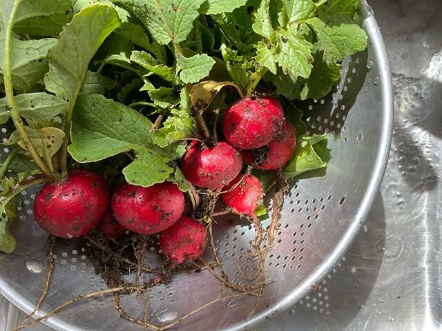 That moment when you go from tending your garden to eating from it&hellip; 😍