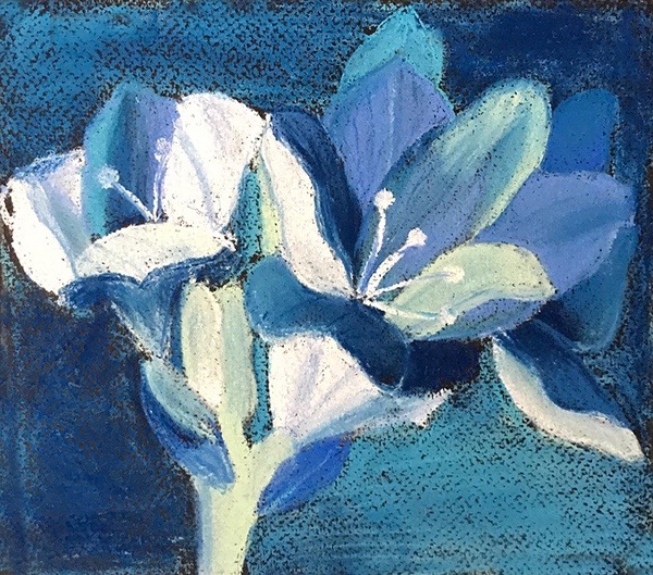 Ojasi has used good contrast of lights and darks to create a bold, almost abstracted image of a flower in pastel.