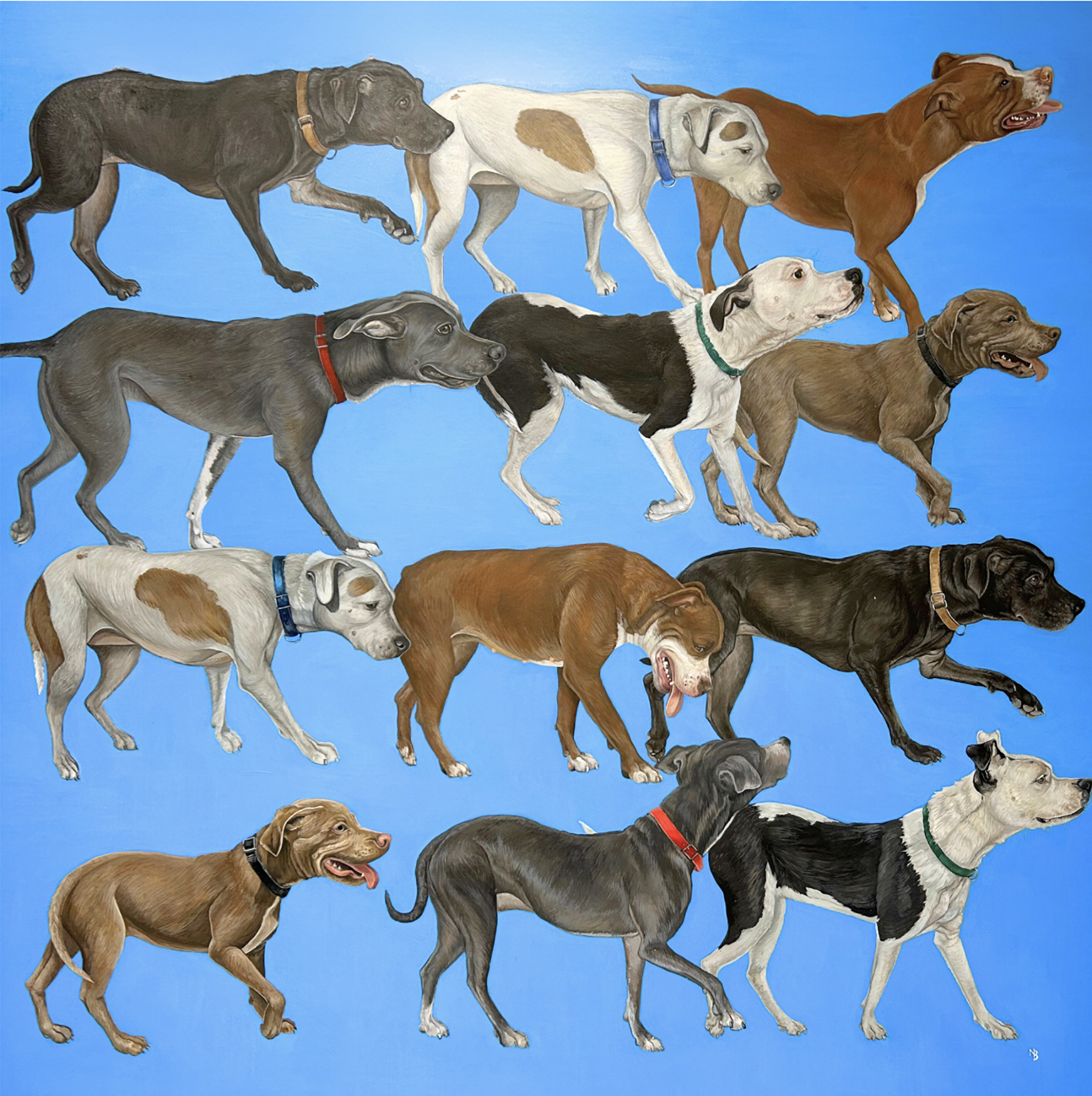 A Pageant of Pitbulls