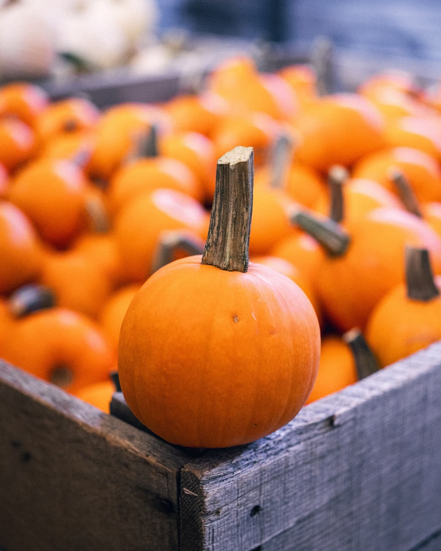 Fall has finally hit northern Illinois and nothing could be better than a visit to @edwardsorchard in the morning. 

Feeling really good lately and I hope you are too ❤️ #fallvibes🍁 #northernillinois #rockfordillinois #appleorchard