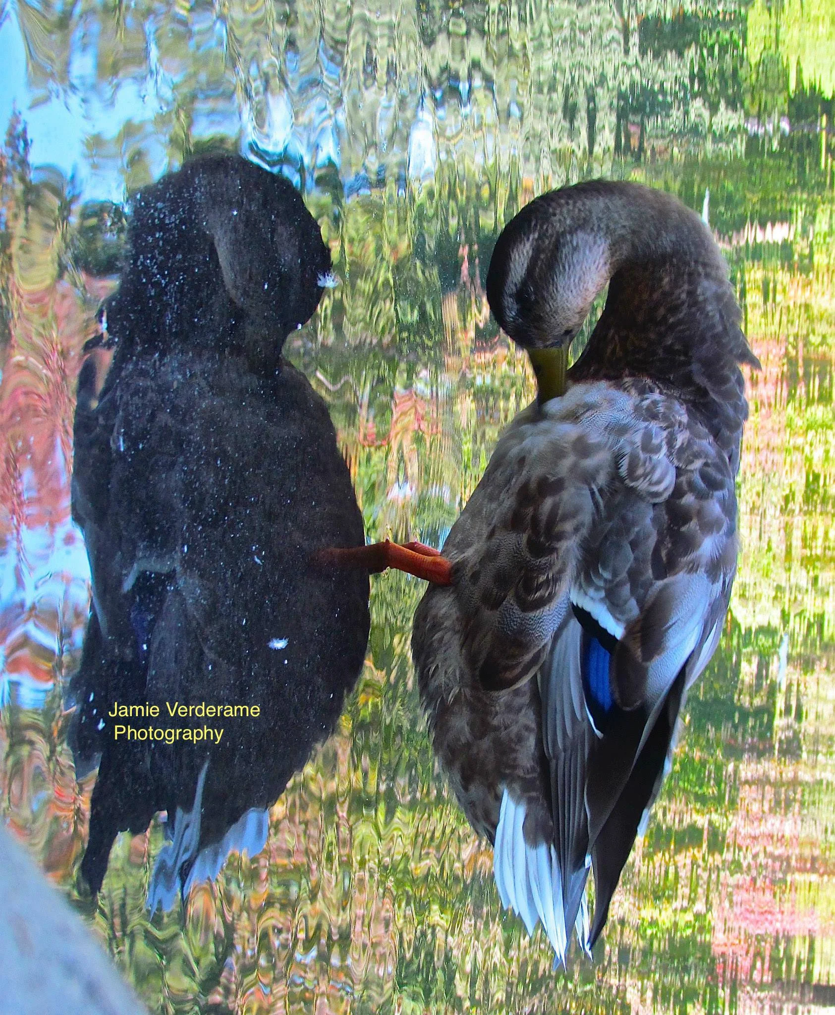 1911968_10152085269292928_1815204213_o copy.jpg