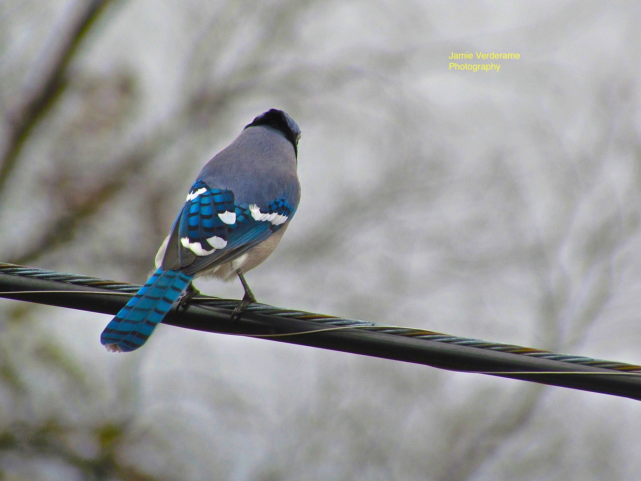 1501531_10152001672792928_230498070_o copy.jpg