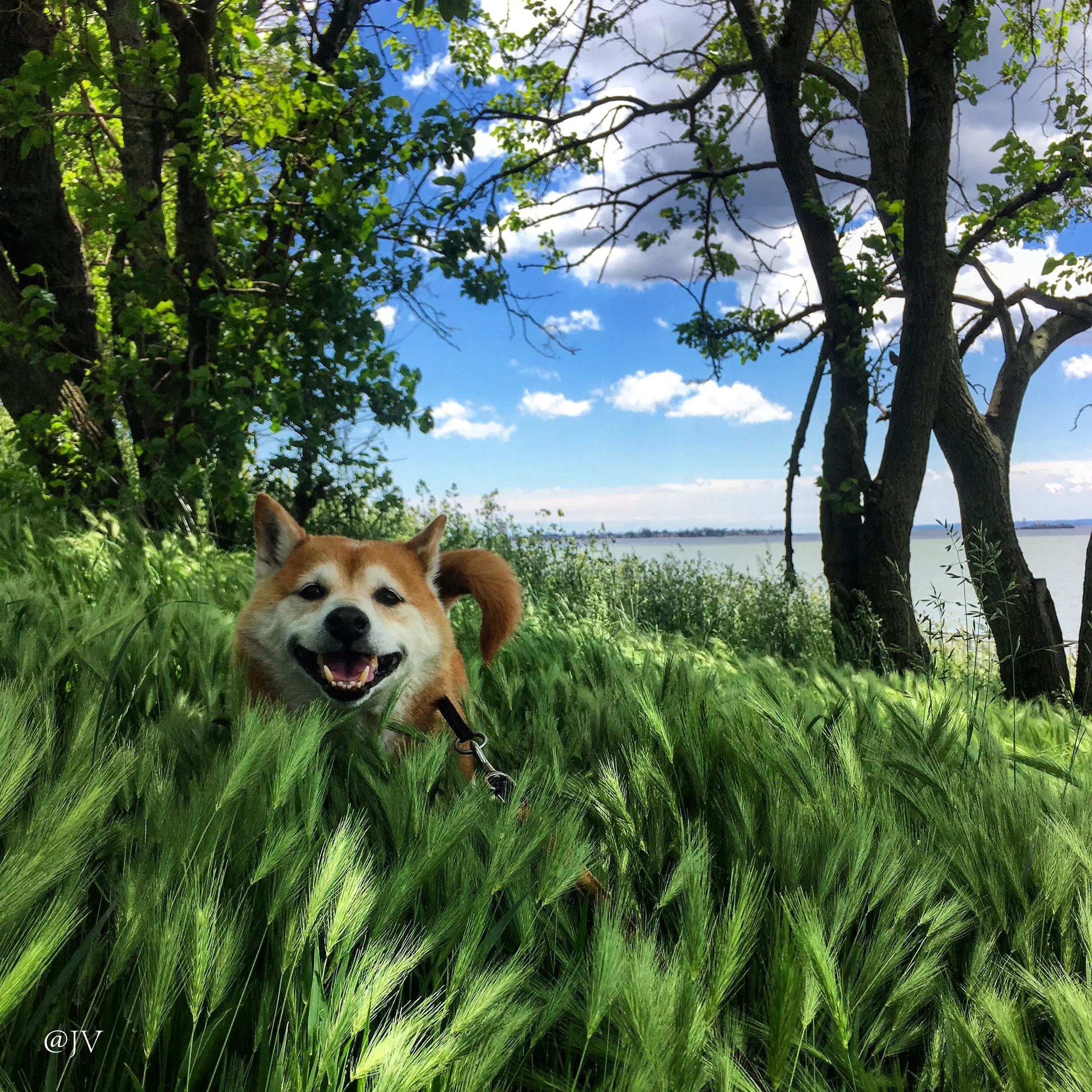 ODIN IN THE WEEDS WM.jpeg