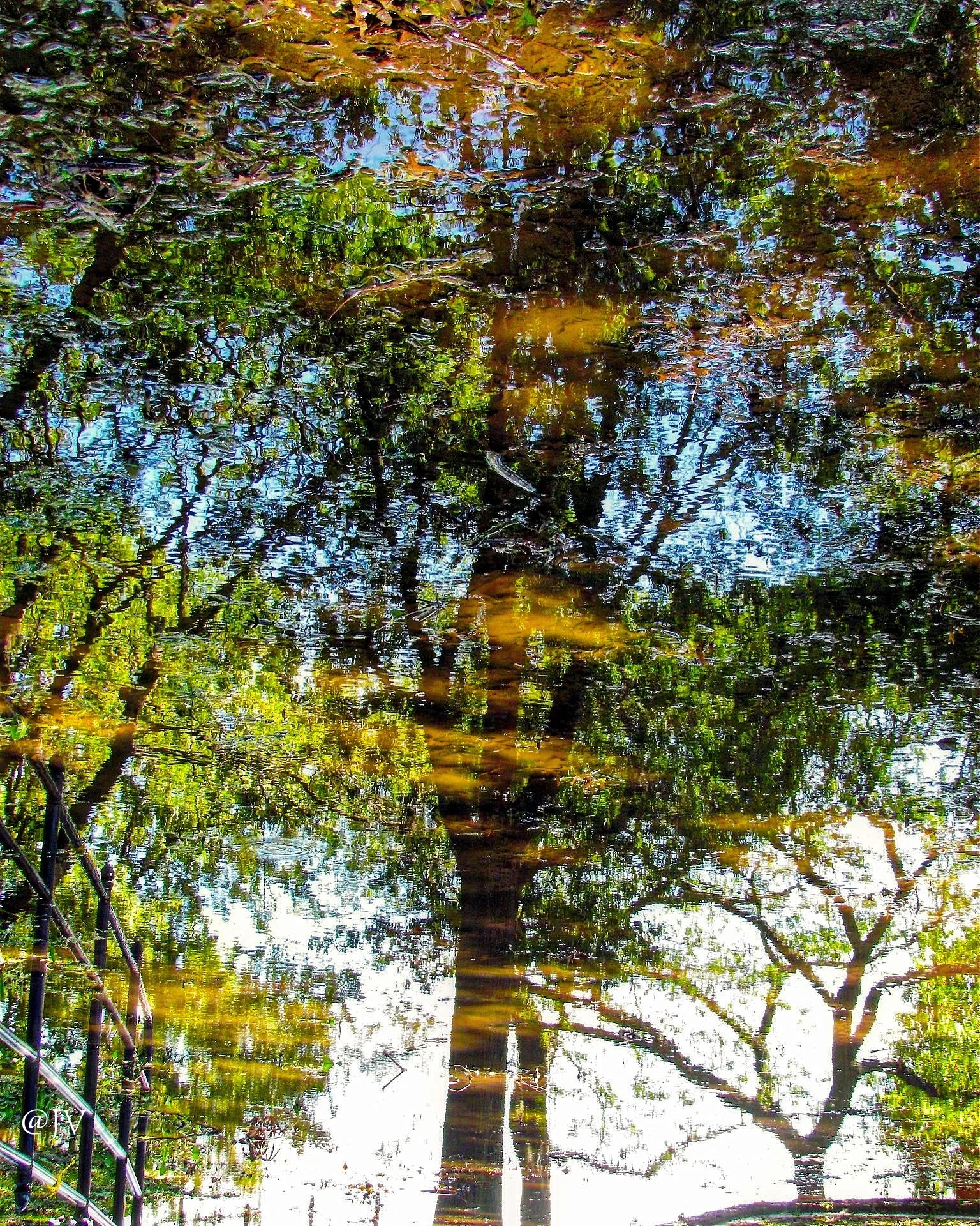 REFLECT TREES .jpeg