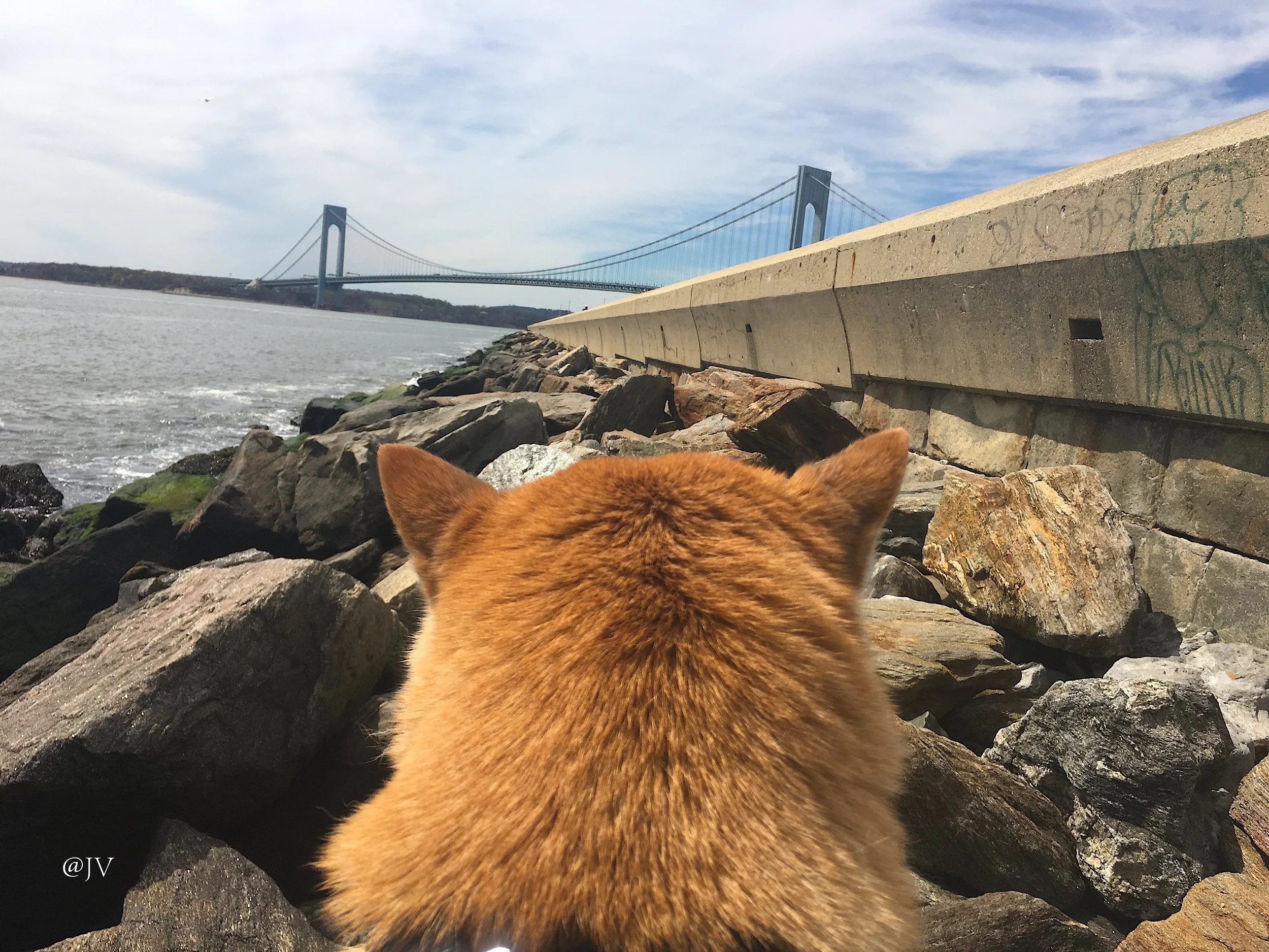 ODIN ON THE ROCKS WM .jpeg