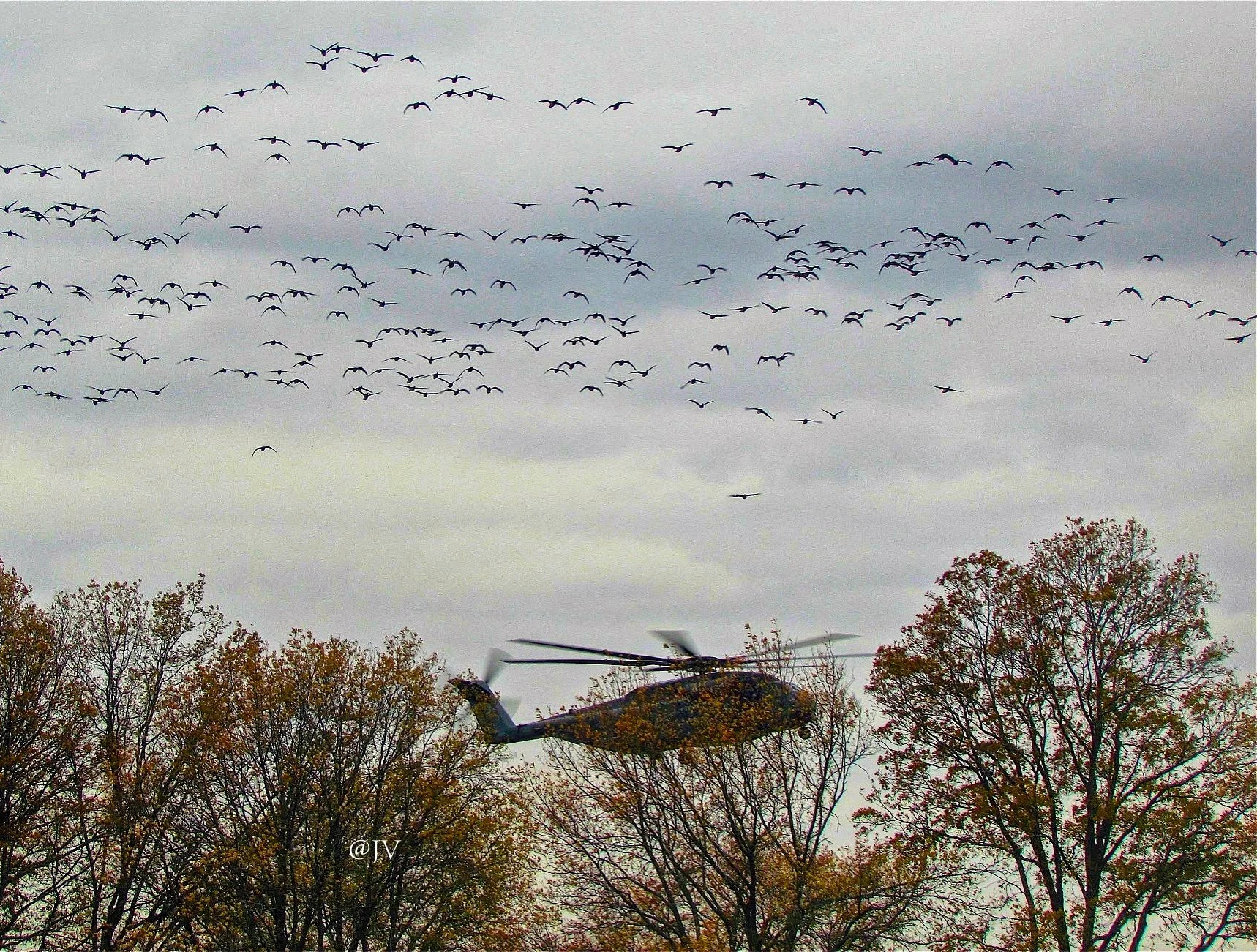 CHOPPER BIRDS .jpeg