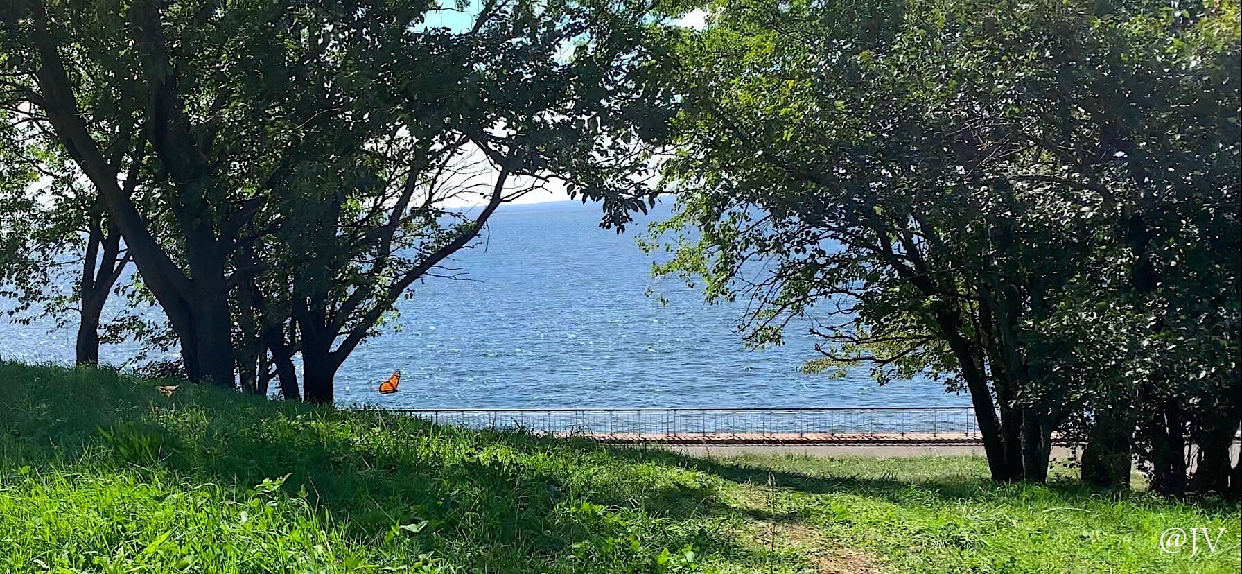 WM shore butterfly.jpeg