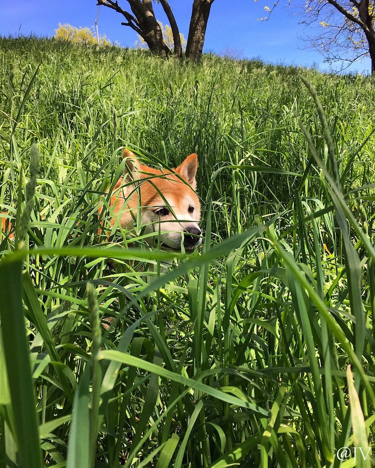 WM ODIN GRASS  copy.jpeg