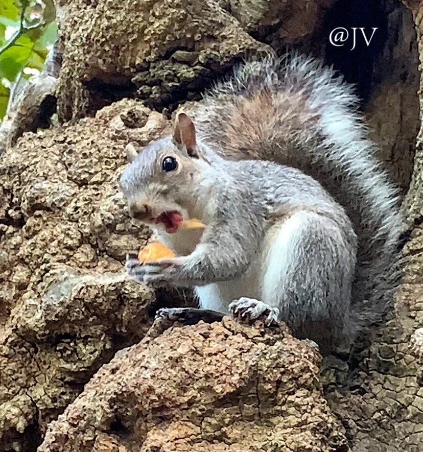 Squirrel Chomp WM copy.jpeg