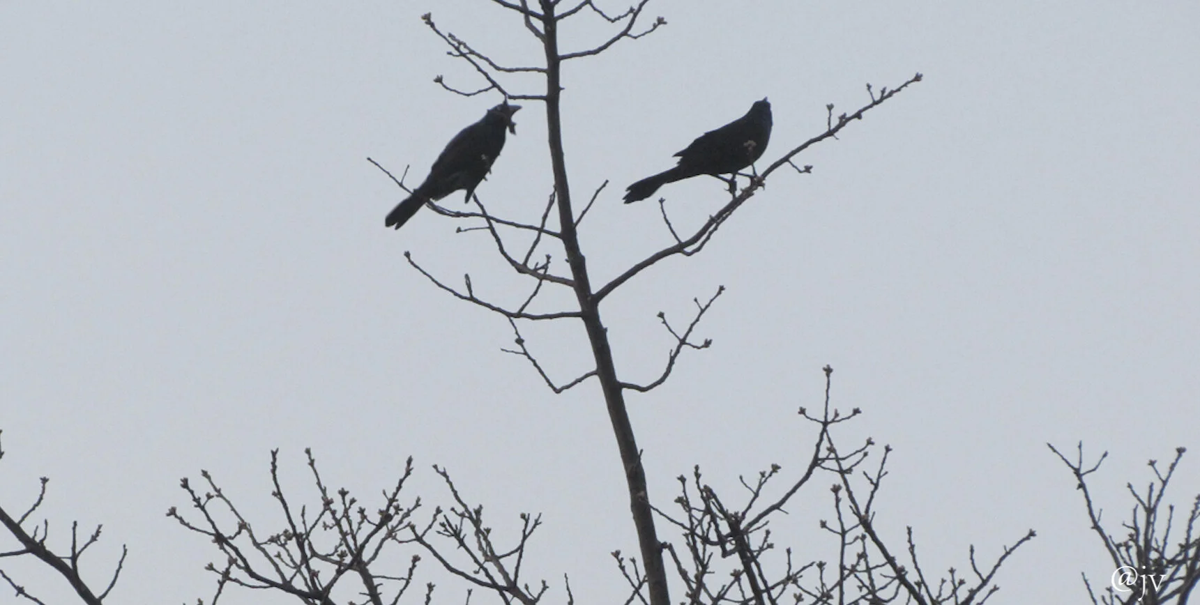 bird smile wm copy.jpg