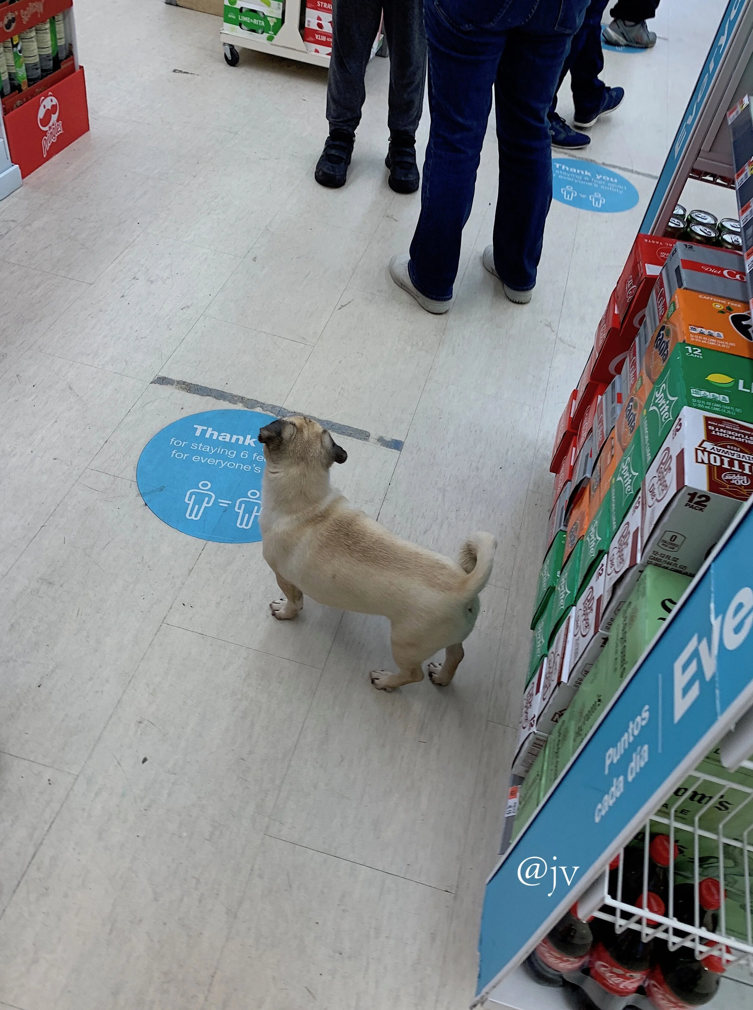 dog distance wm .jpeg