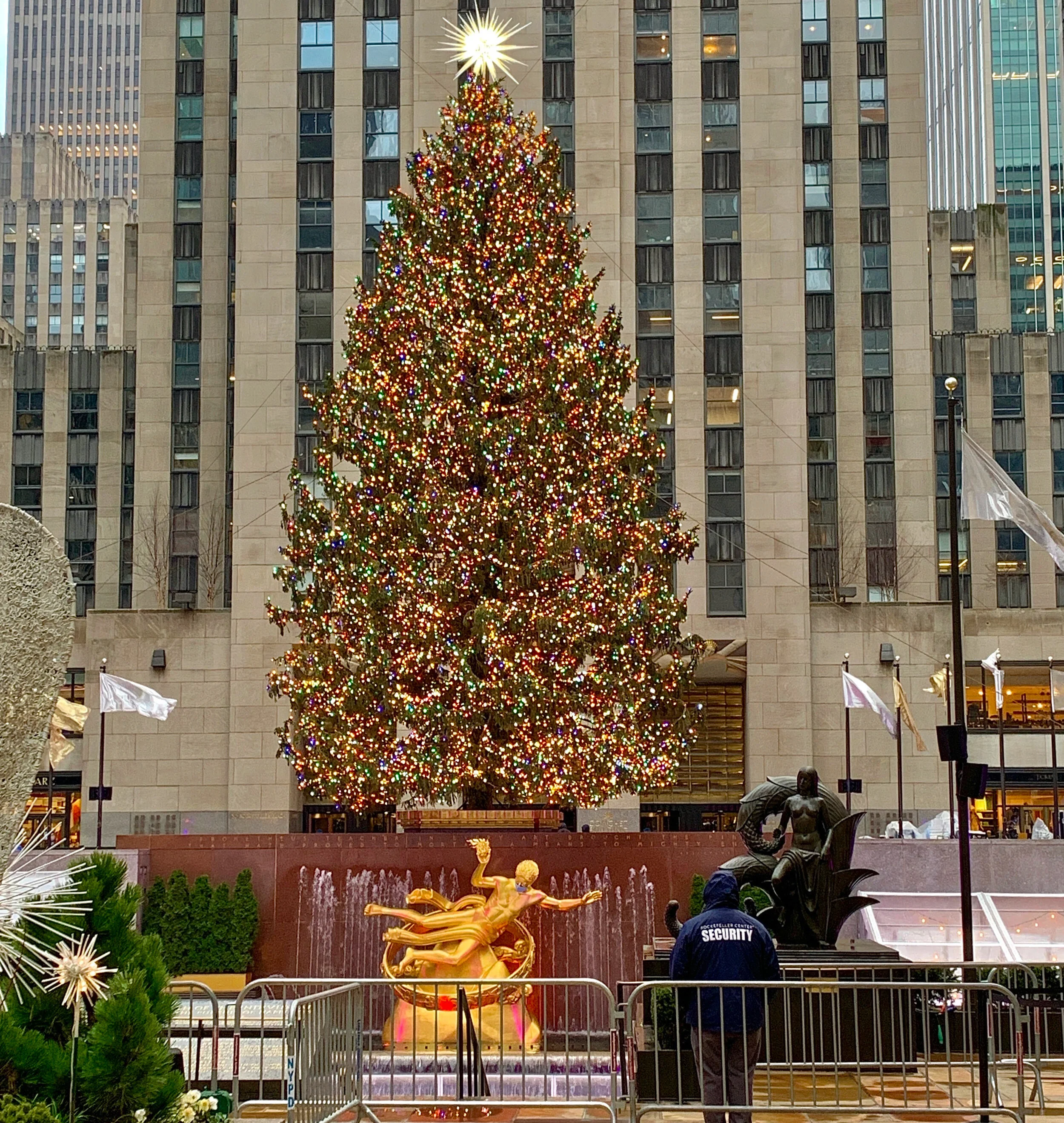 rockerfella tree wm.jpeg