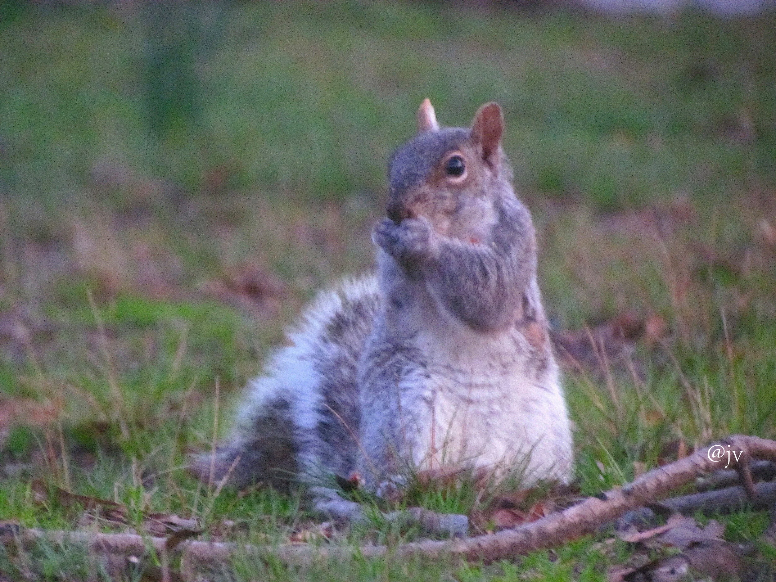 squirril mask wm.jpeg