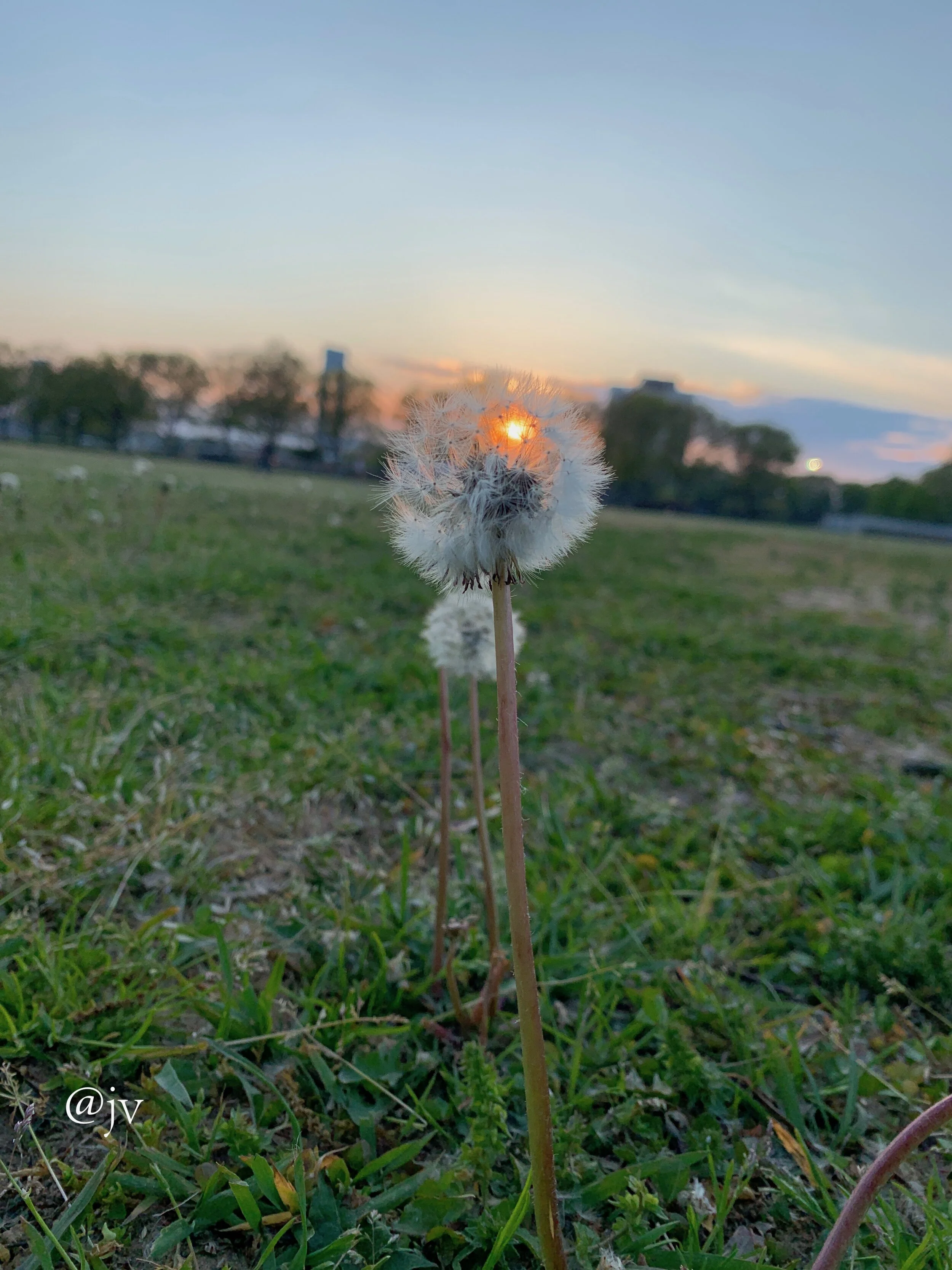 flower bridge wm.jpeg