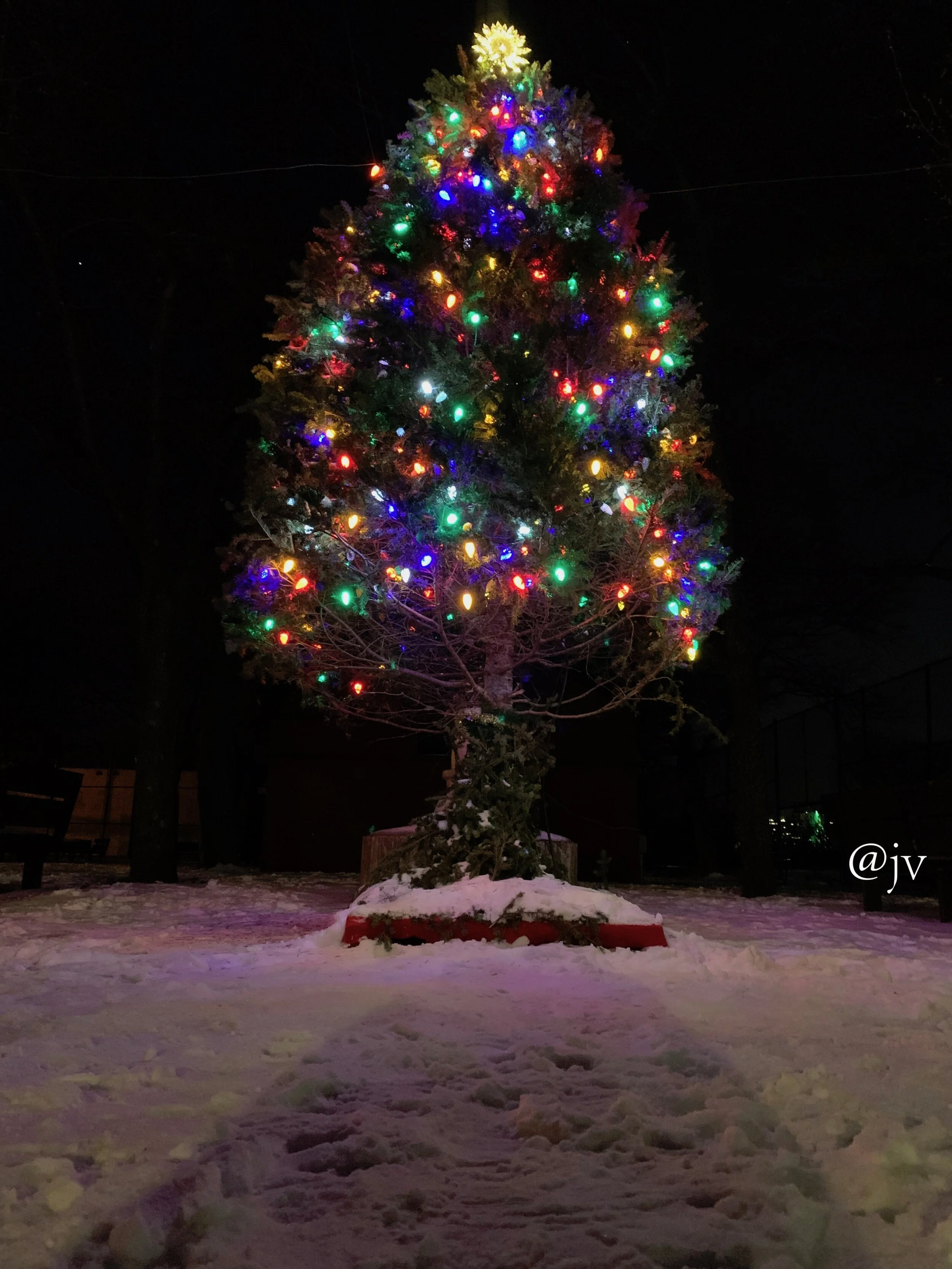 christmas tree wm.jpeg