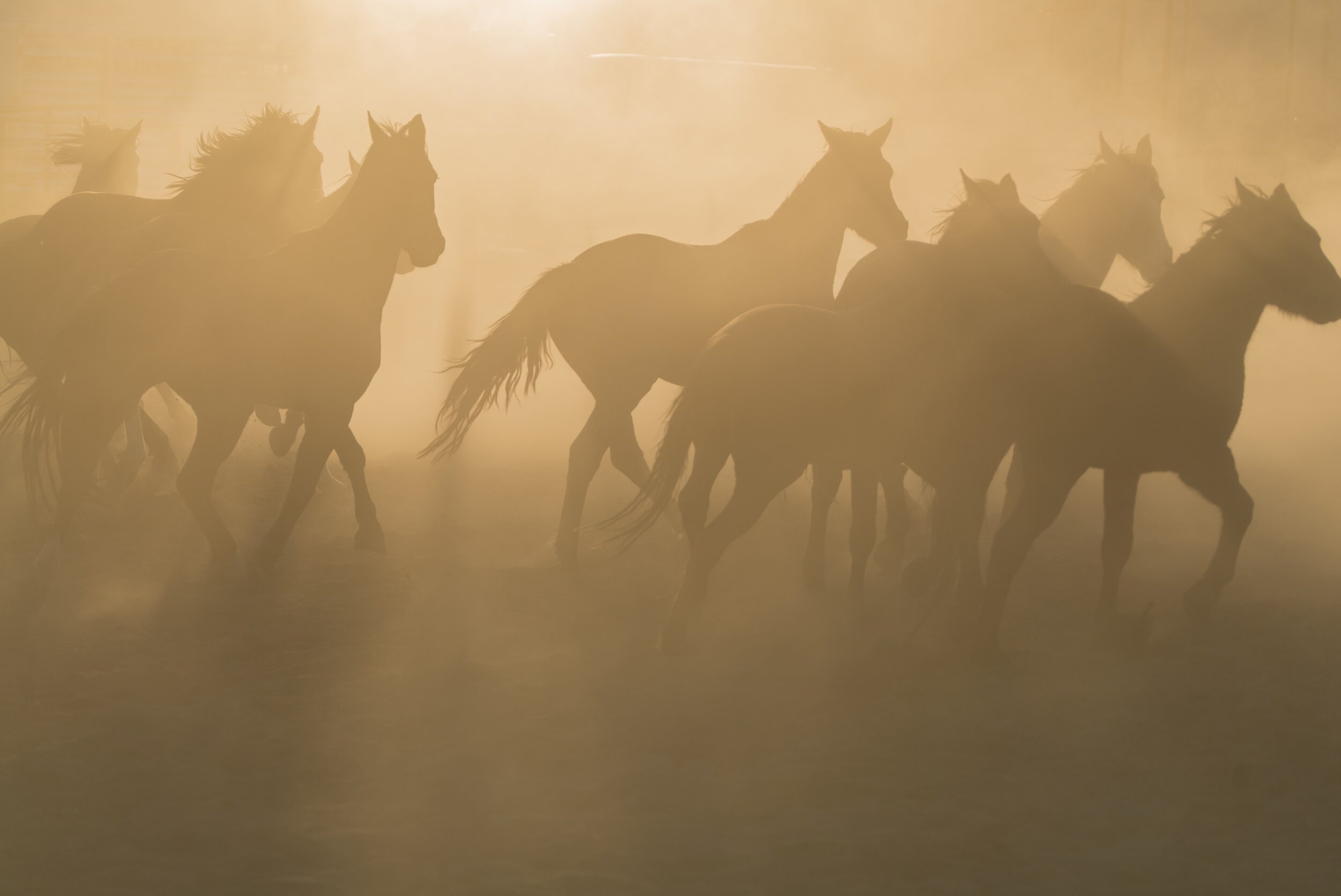 Mustangs at Golden Hour