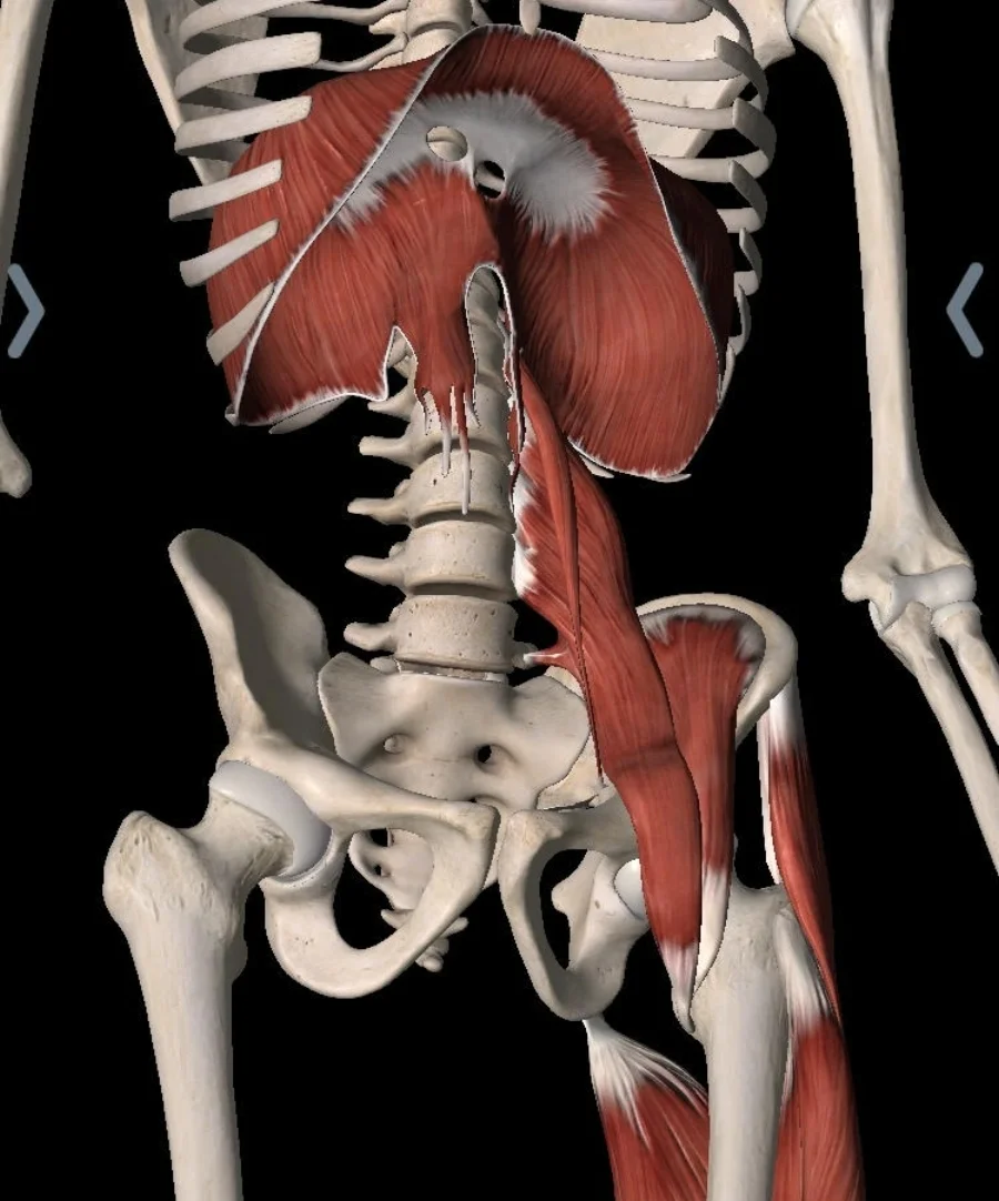 From the "Essential Anatomy 5" app created by 3D4Medical. The different sizes of the left dome and right dome of the diaphragm and the slip of muscle which you see extending down the front of the spine are physiologic foundations on which many PRI principles are formed.