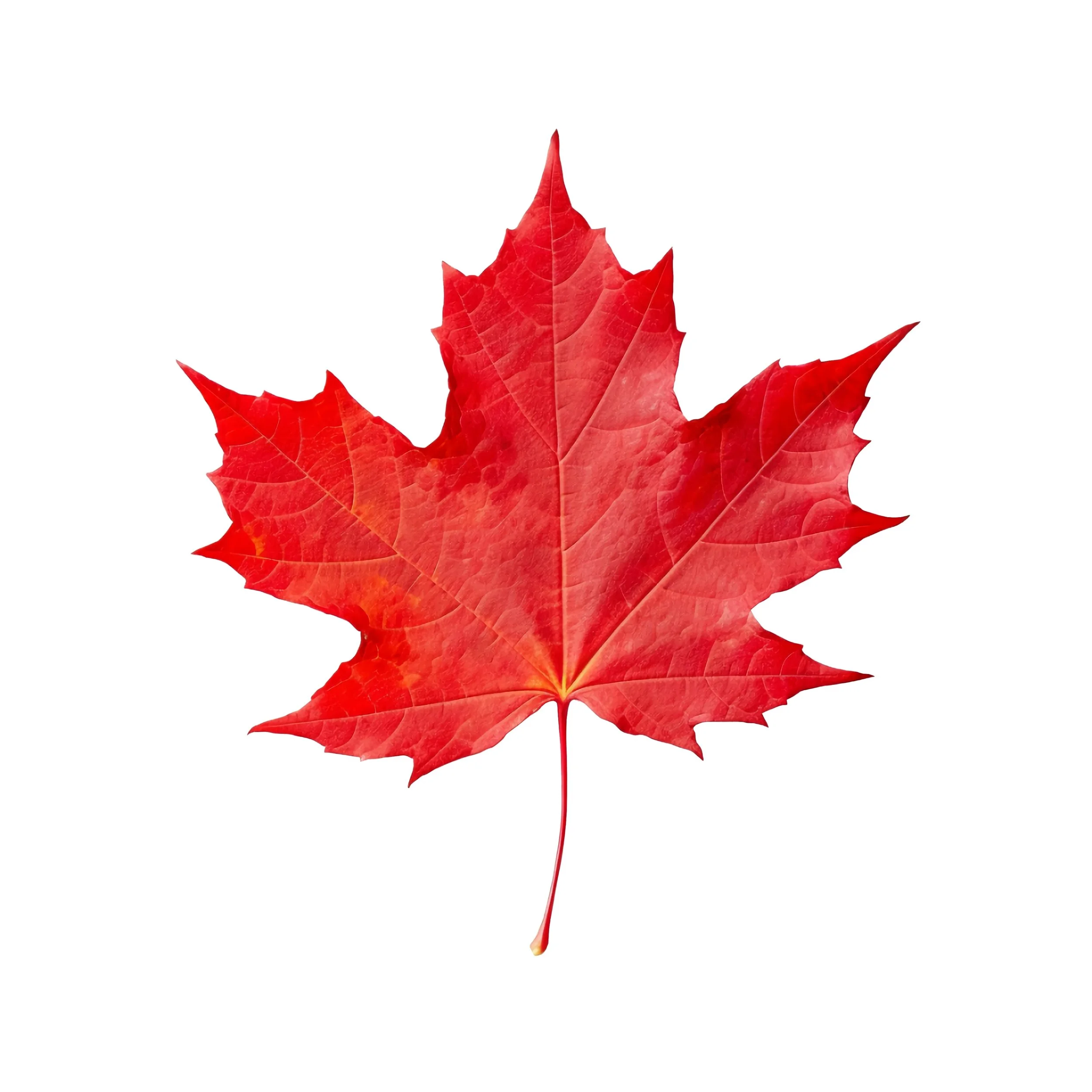 Red Maple Leaf.jpg