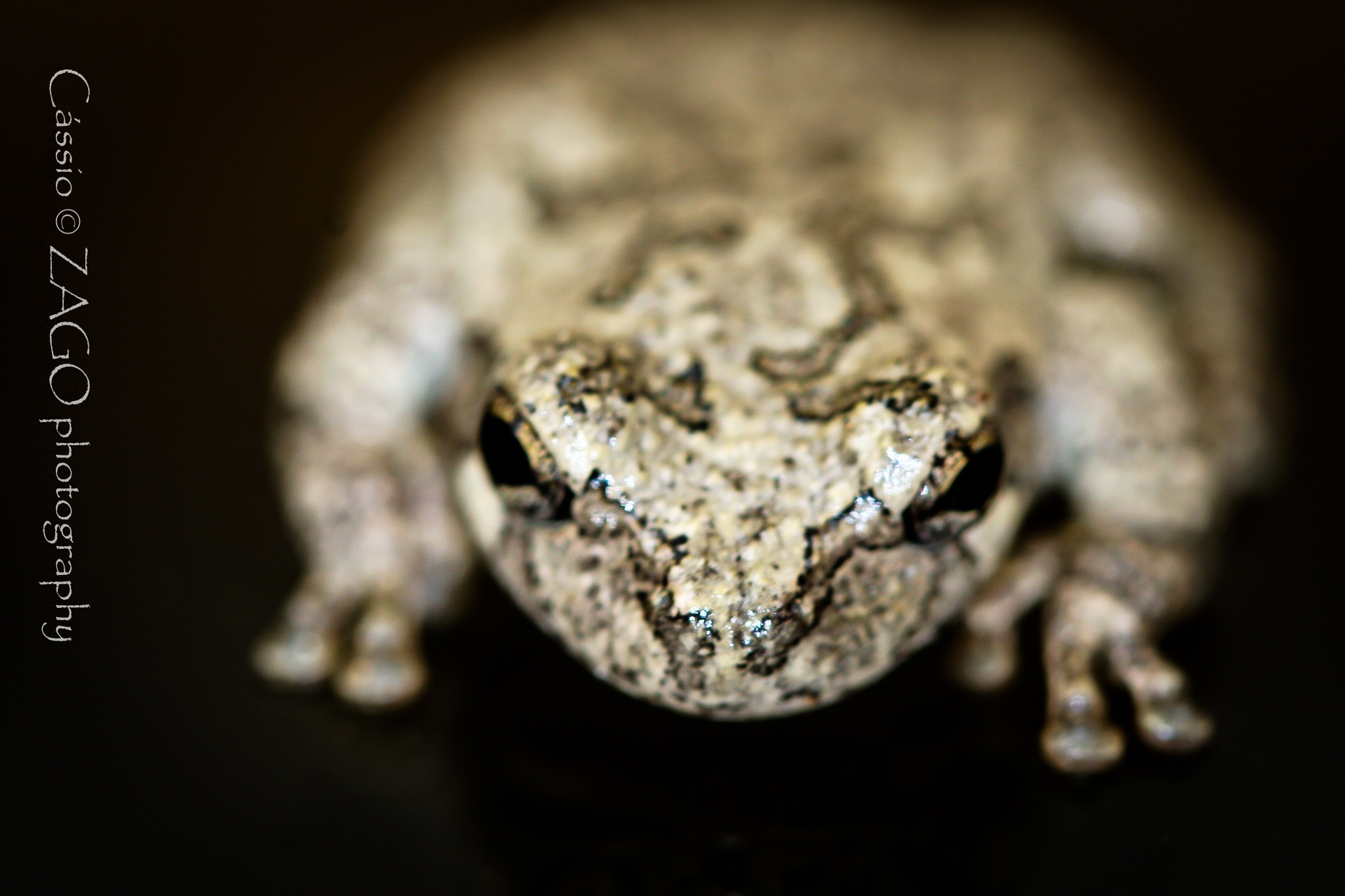 Frog-3.jpg