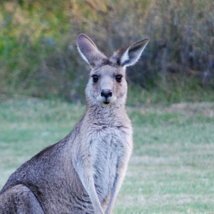 Kangaroo.jpg