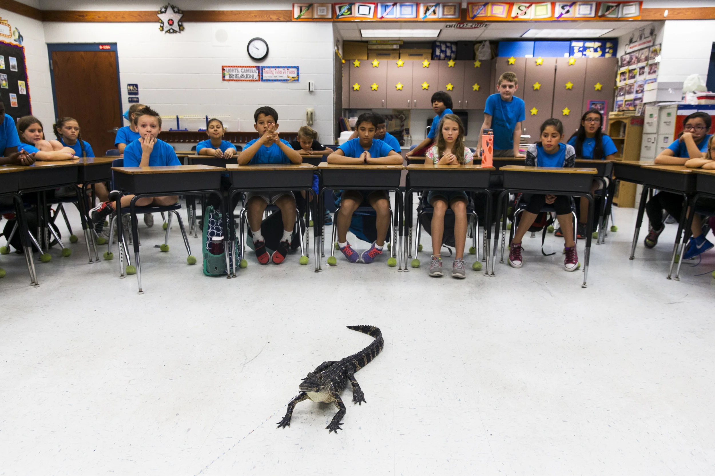  Spike the alligator sits in the middle of the classroom during an "Alligator 101" presentation by FWC alligator trapper Ray Simonsen at Laurel Oak Elementary on May 25, 2017.&nbsp; 