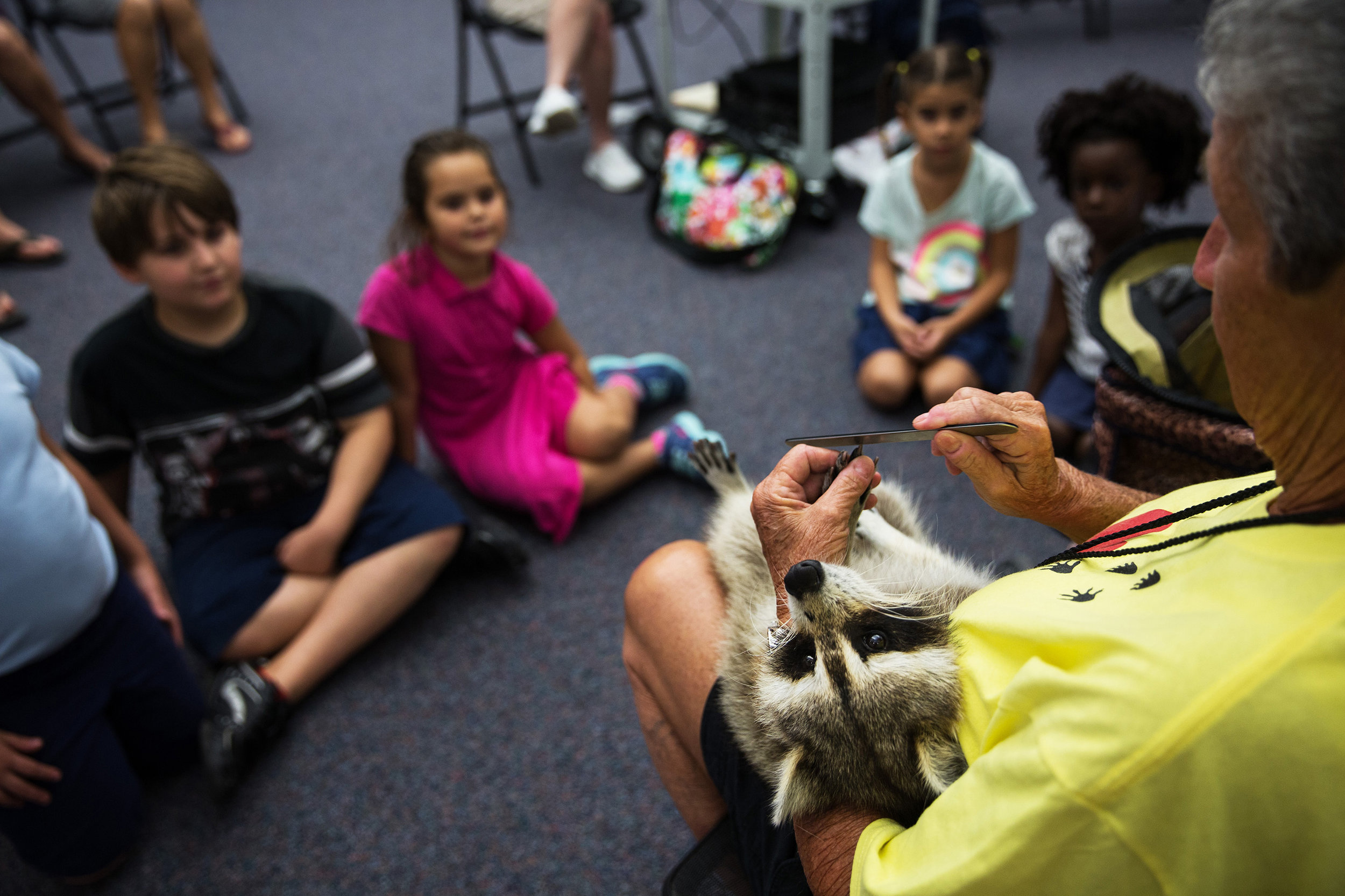Miss Dorothy “Dot” Lee, 71, files Trouper the Raccoon's nails during a presentation at the Marco Island Library on Thursday, Sept. 22, 2016 in Marco Island, Florida. Miss Dot, a licensed wildlife rehabilitator, and Trouper, a blind wildlife ambassador, visit children and adults all over Florida in schools, groups and organizations to teach about respect and love for all living things. 