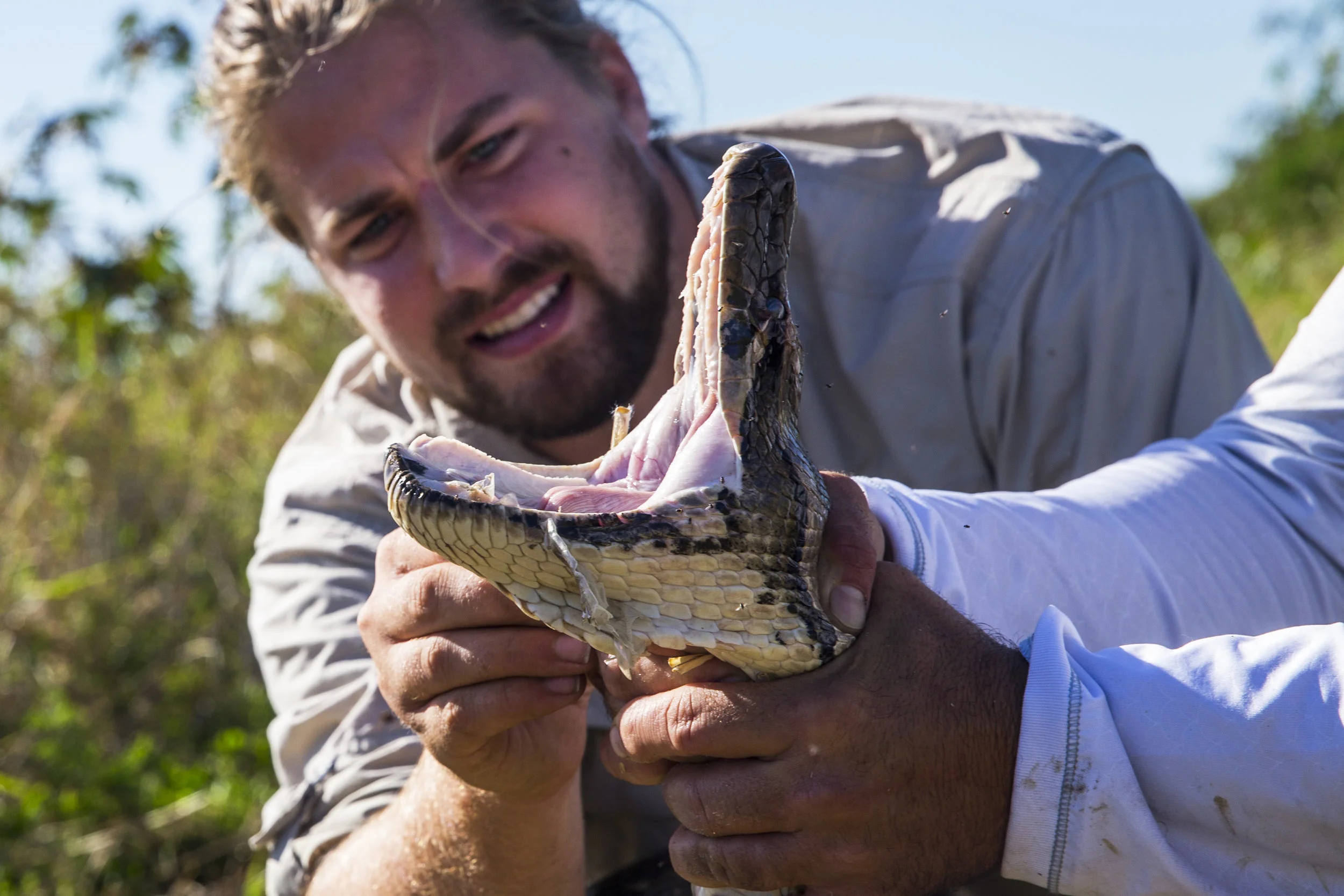  Ian Easterling, 25, a conservation associate with the Conservancy of Southwest Florida, picks off the shedding skin of a captured female Burmese python on Tuesday, March 28, 2017.&nbsp; 