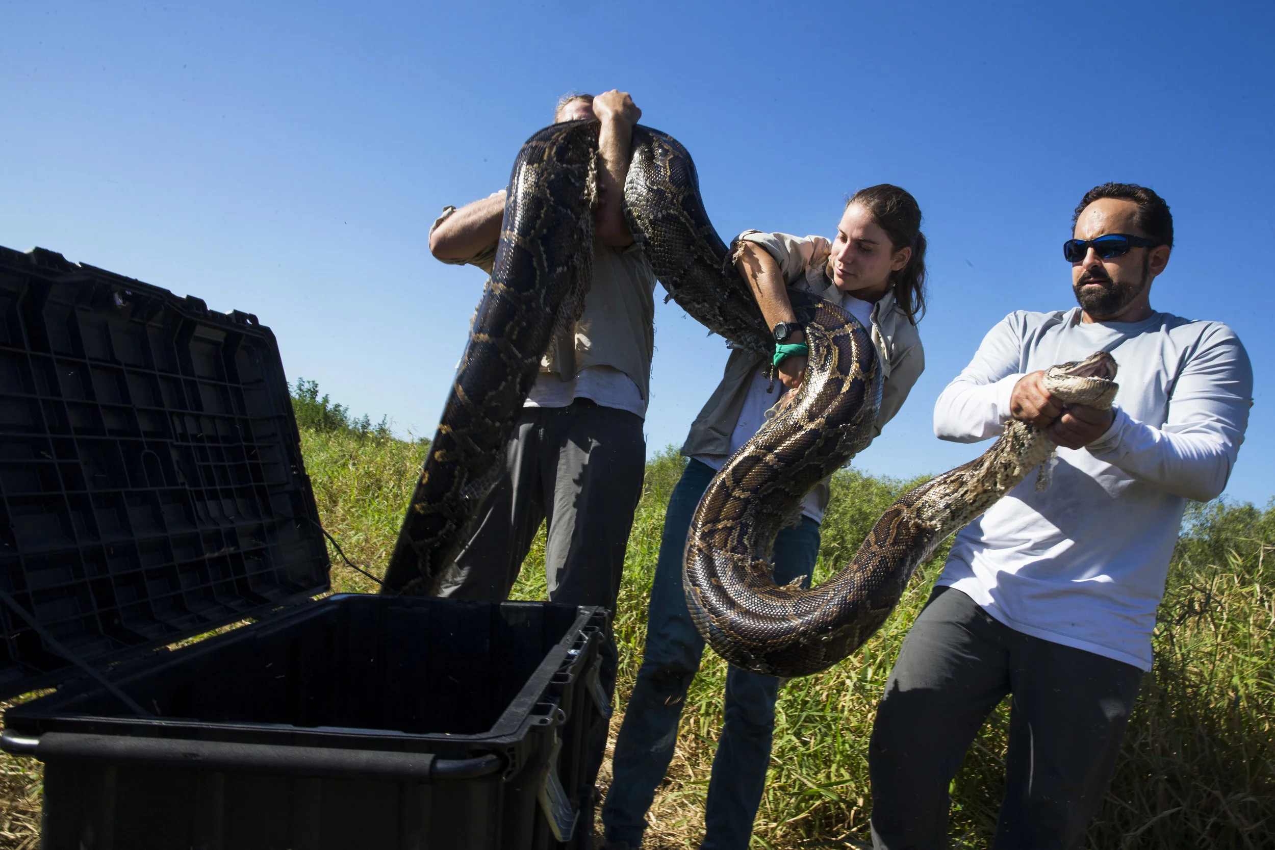  Ian Bartoszek, 40, from right, Jaimie Kittle, 23, and Ian Easterling, 25, lift a Burmese python into a container after capturing it along a tracking route at the edge of urban Collier Country along US 41 East on Tuesday, March 28, 2017. The science 