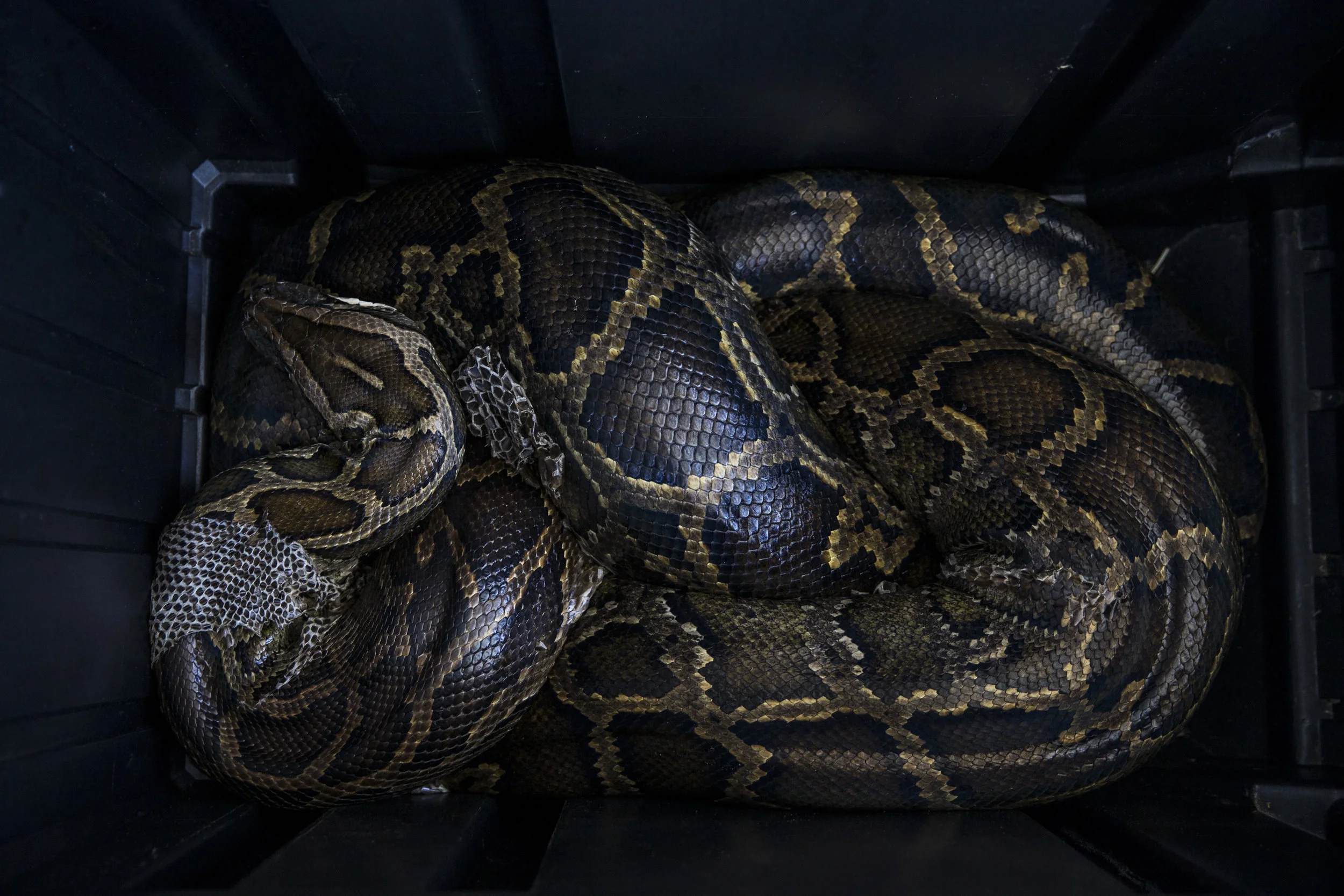  A 15 foot female Burmese python coils around itself inside a container after being captured by a team of researchers from the Conservancy of Southwest Florida on Tuesday, March 28, 2017. The team has collected 2,068 pounds of python this season.&nbs