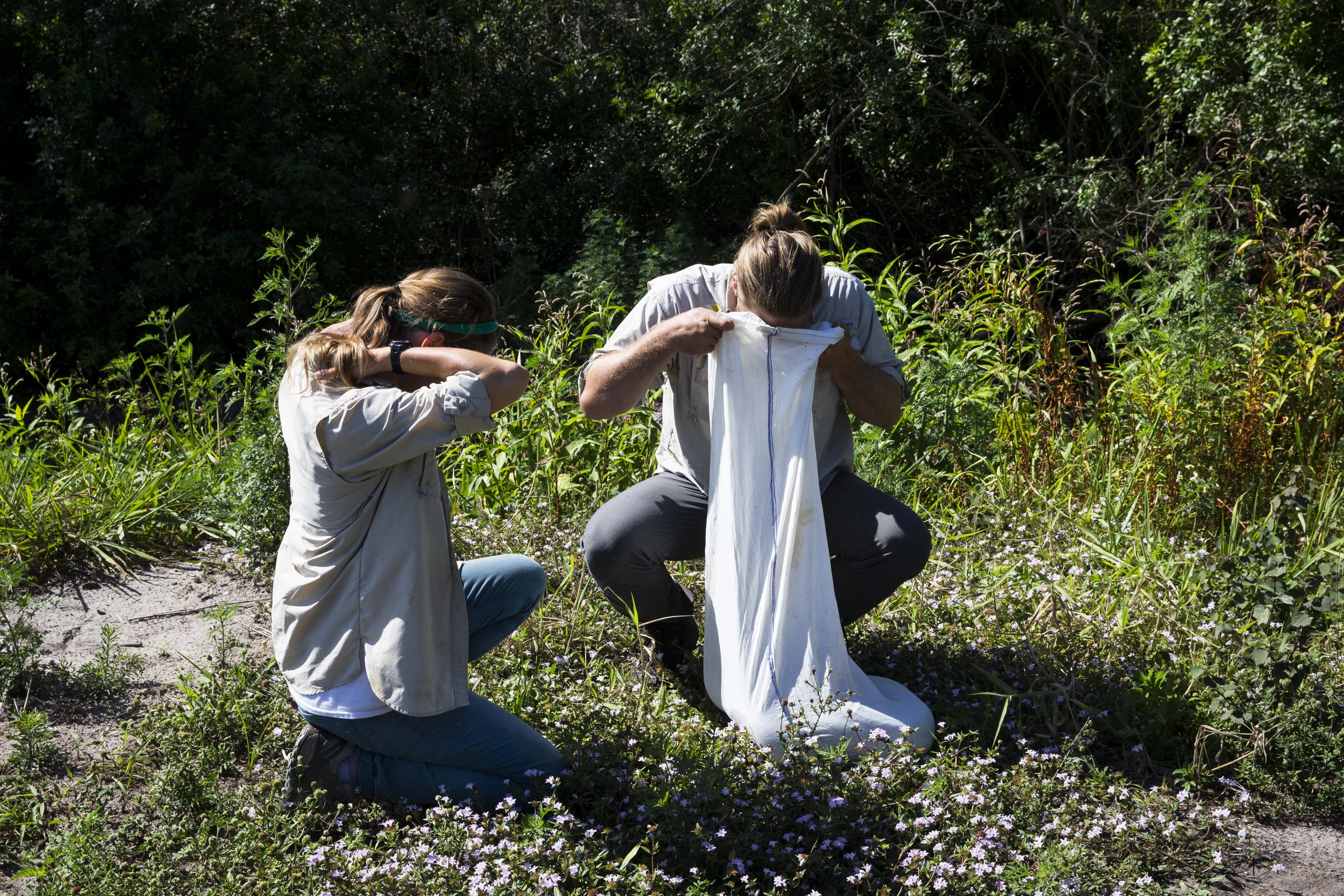  Ian Easterling, 25, checks on a male Burmese python before releasing it back into the wild along the edge of urban Collier Country on Tuesday, March 28, 2017. "The best python detector on the planet is another Burmese python, specifically a male Bur