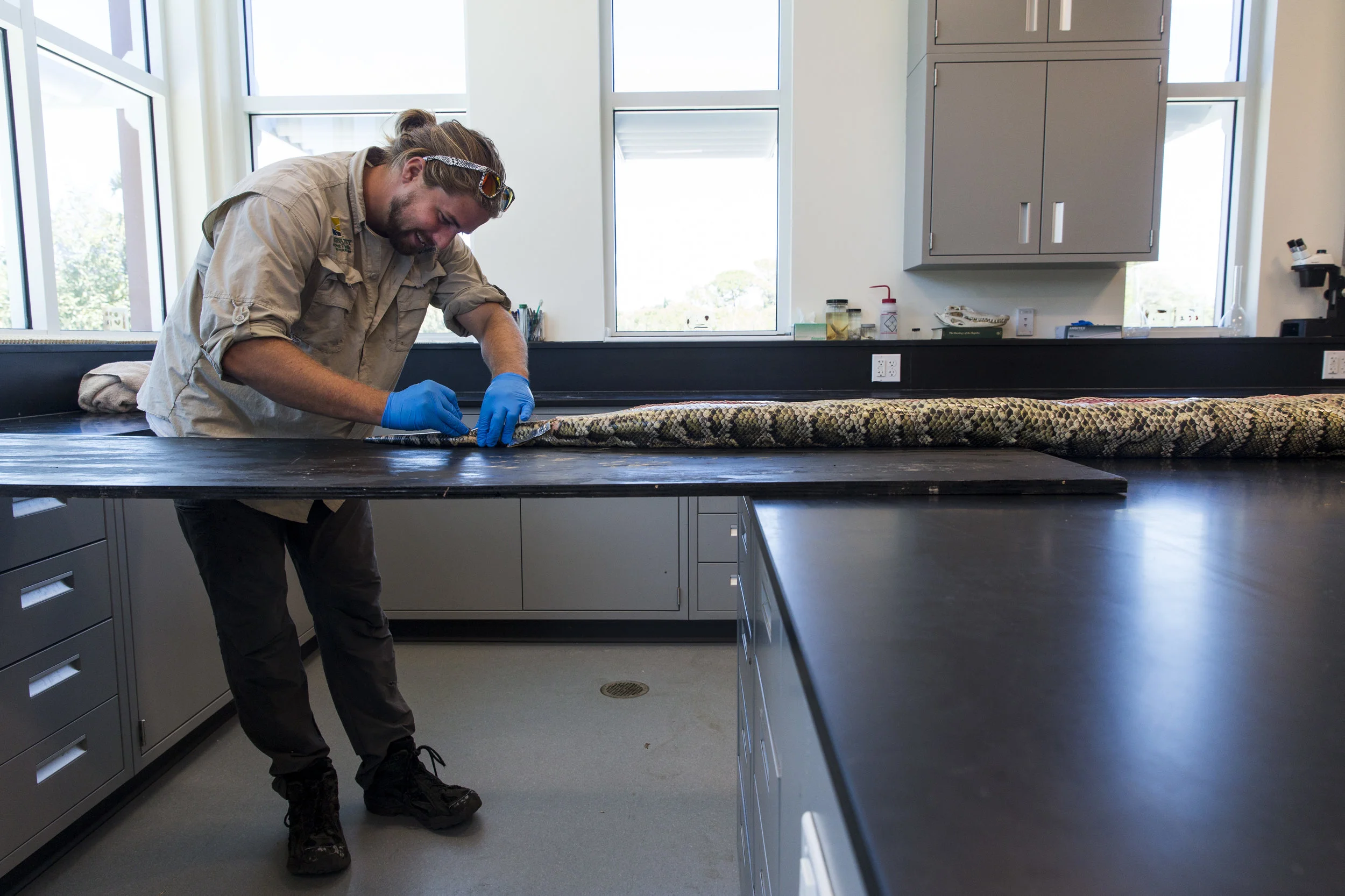  Ian Easterling, 25, performs a necropsy on a female Burmese python to collect samples and count eggs at the Conservancy of Southwest Florida lab on Tuesday, March 28, 2017.&nbsp; 