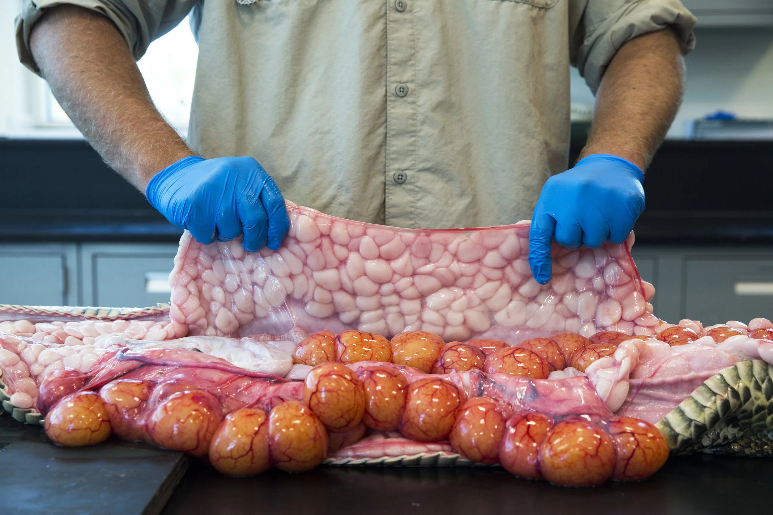  Ian Easterling, 25, pulls back the skin of a female Burmese python during a necropsy to collect samples and count eggs at the Conservancy of Southwest Florida lab on Tuesday, March 28, 2017.&nbsp; 