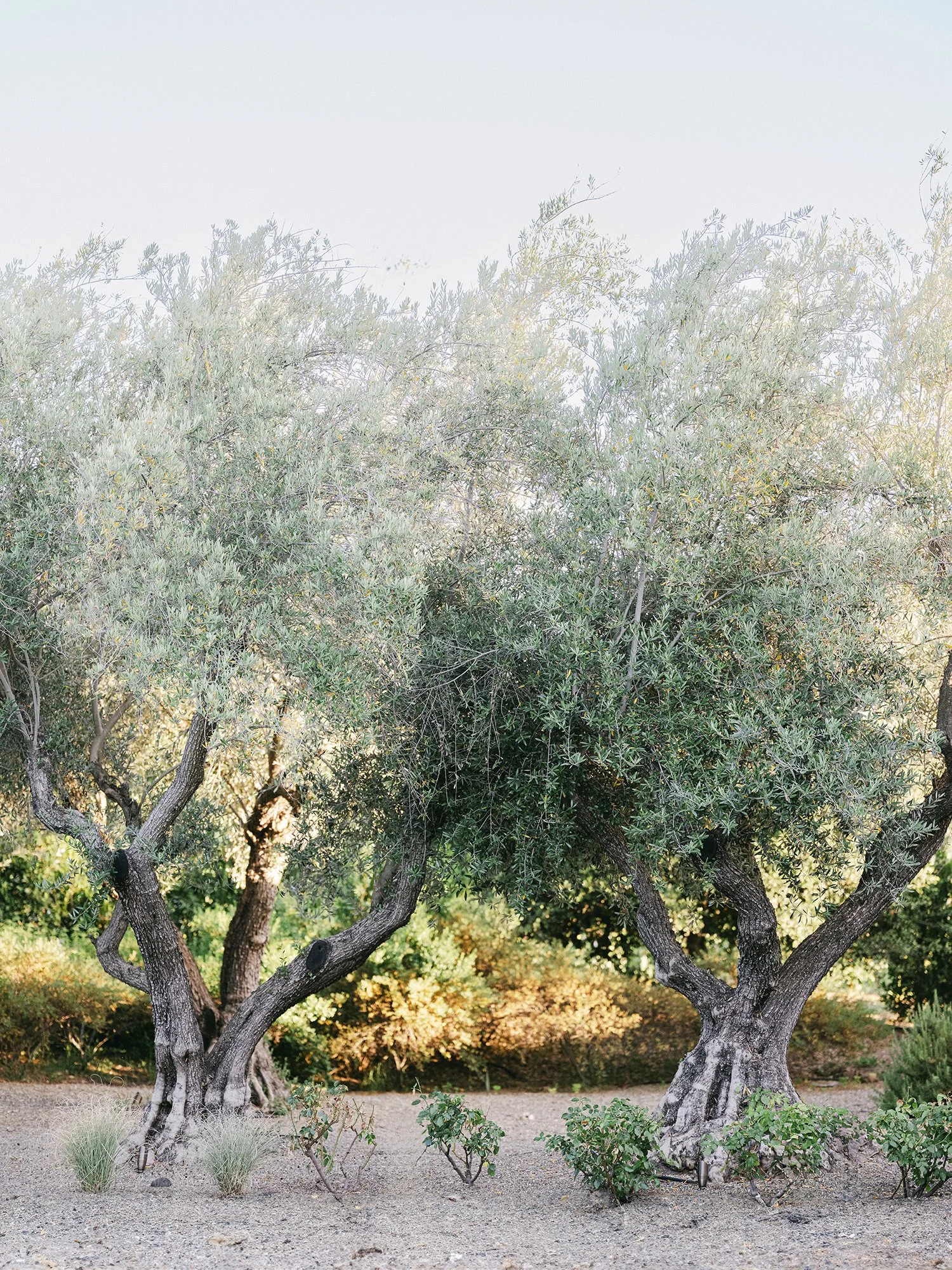 YV023.jpg