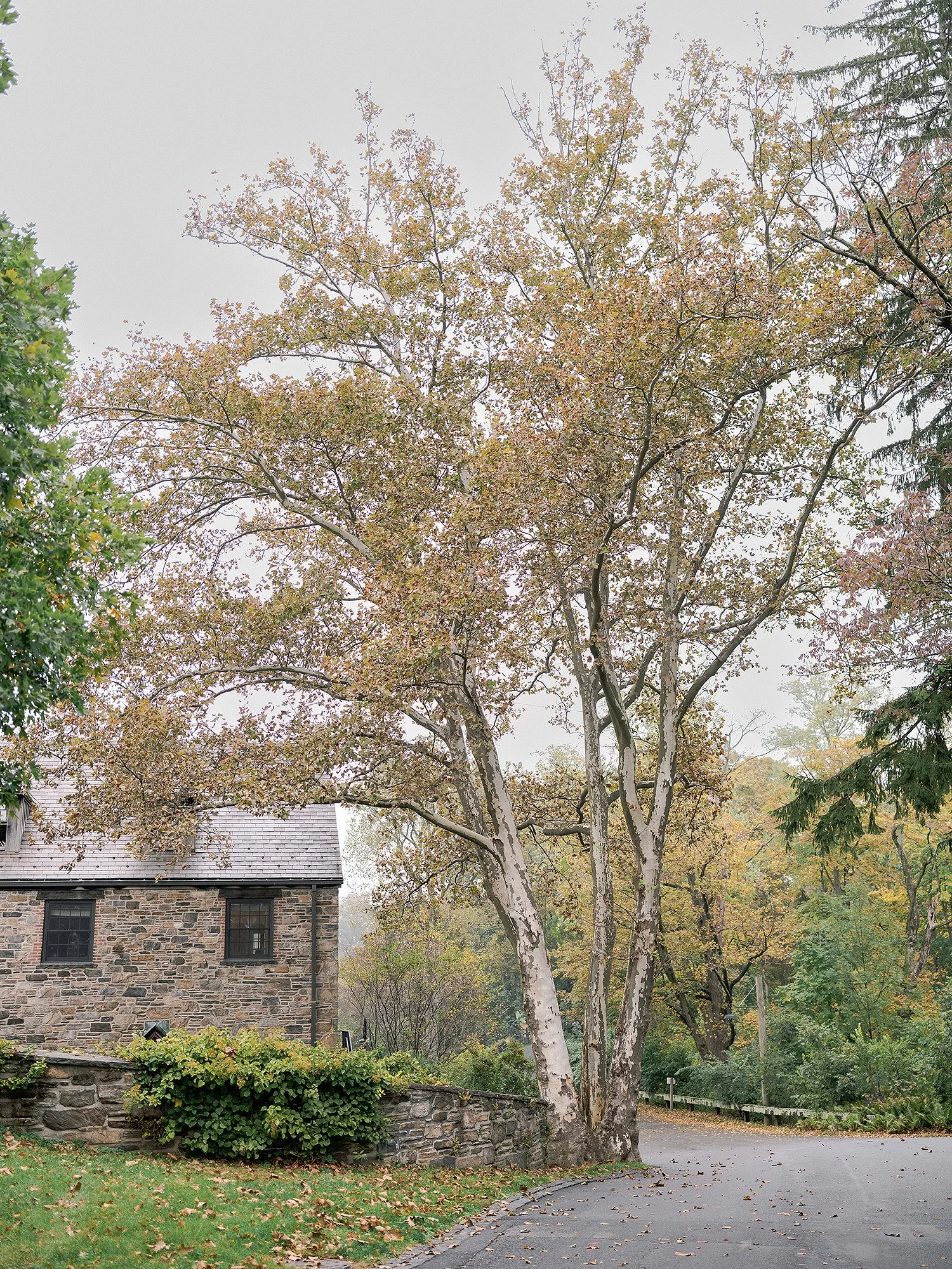 LC009.jpg