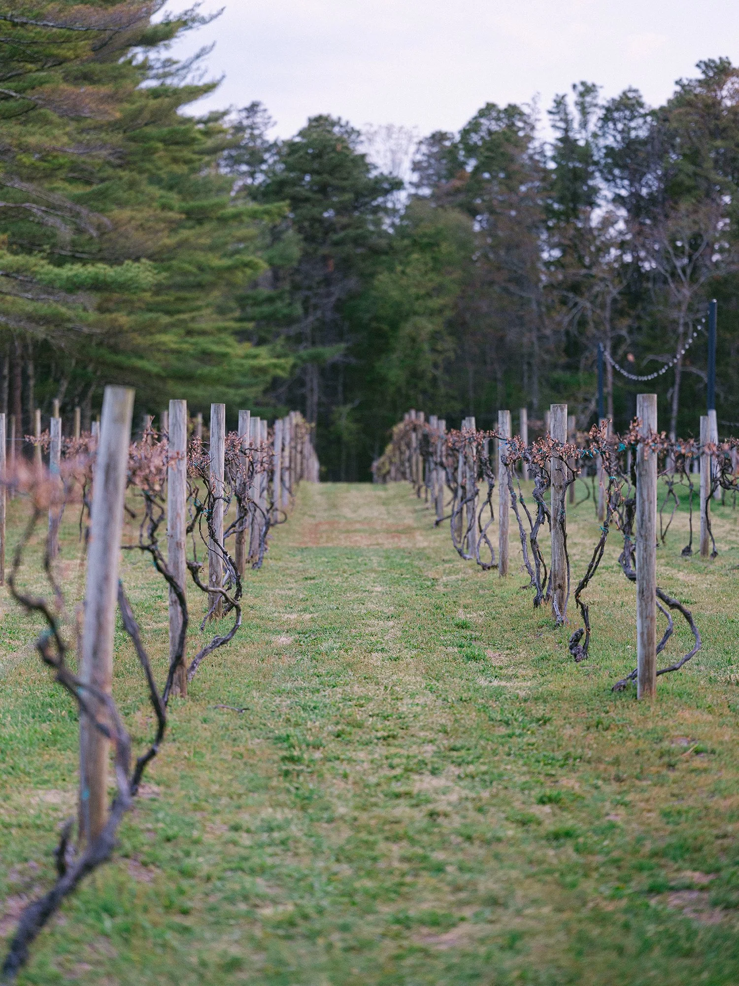 Cwedding at Renault Winery by Haseok Chung Studio