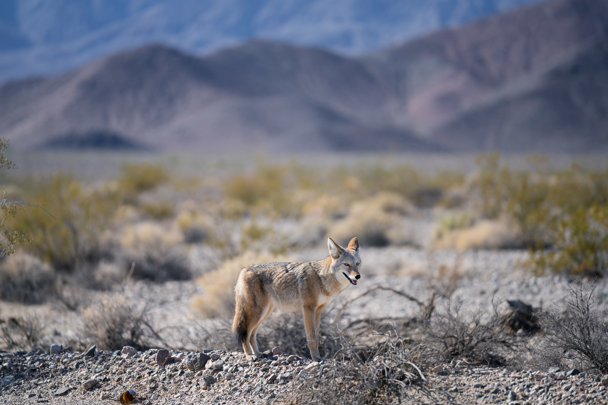 Death-Valley-national-park-wild-fox