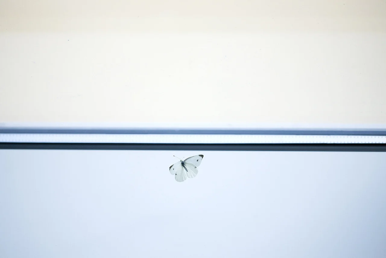 ©TommasoGesuato_farfalla.jpg