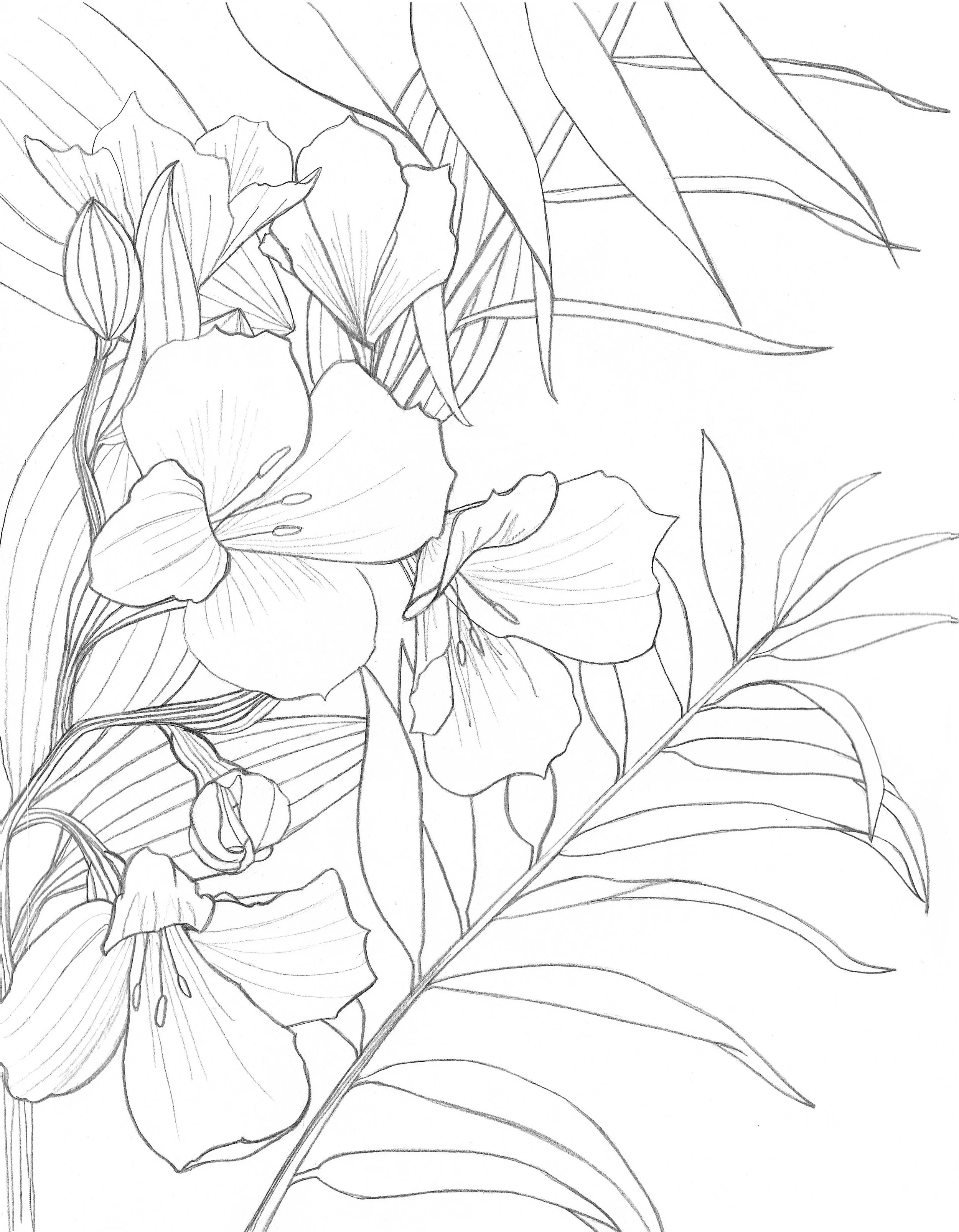 Black and white line drawing of flowers and large leaves featuring blooming petals and angled foliage.