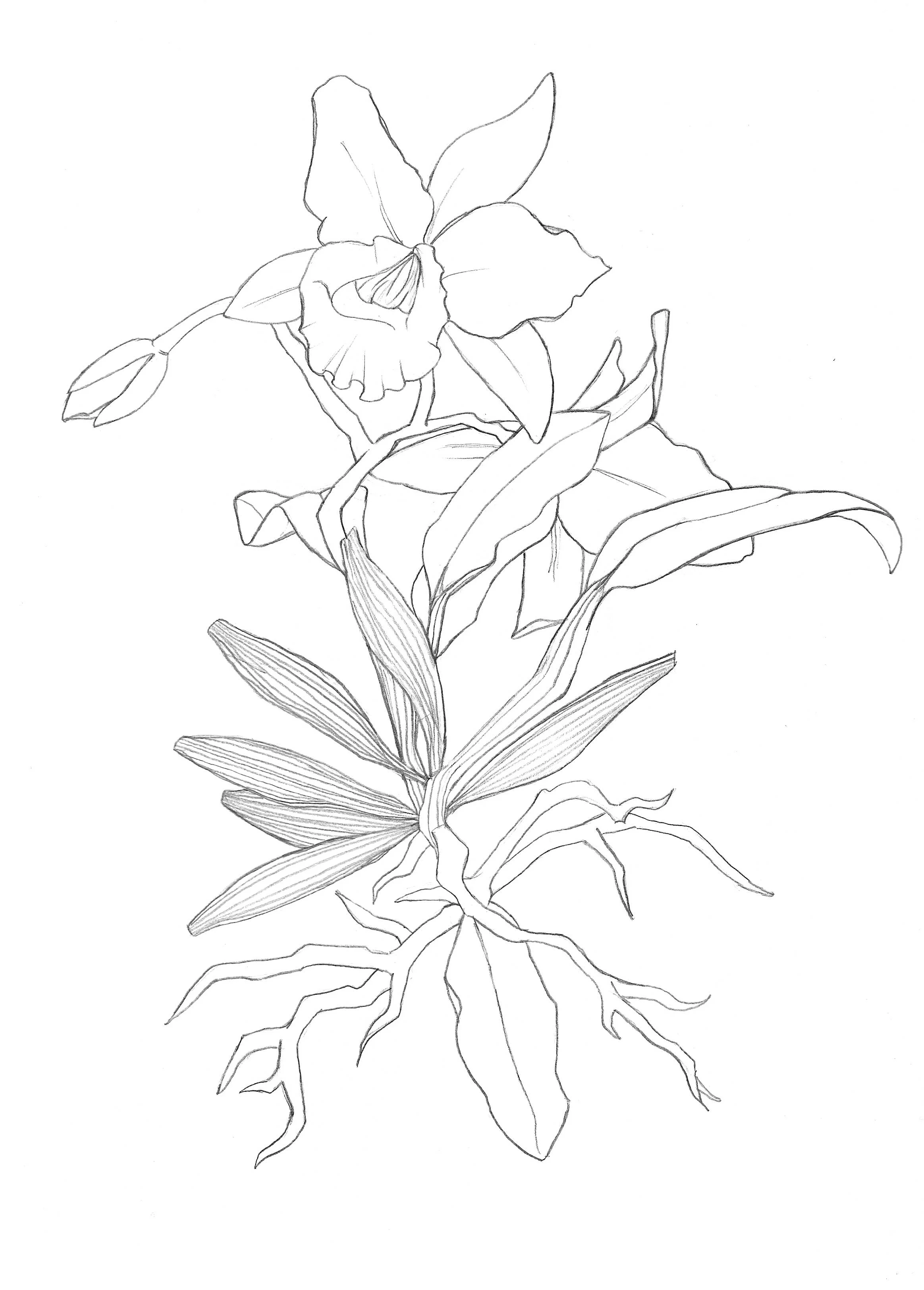 Line drawing of an orchid plant with flowers and roots.