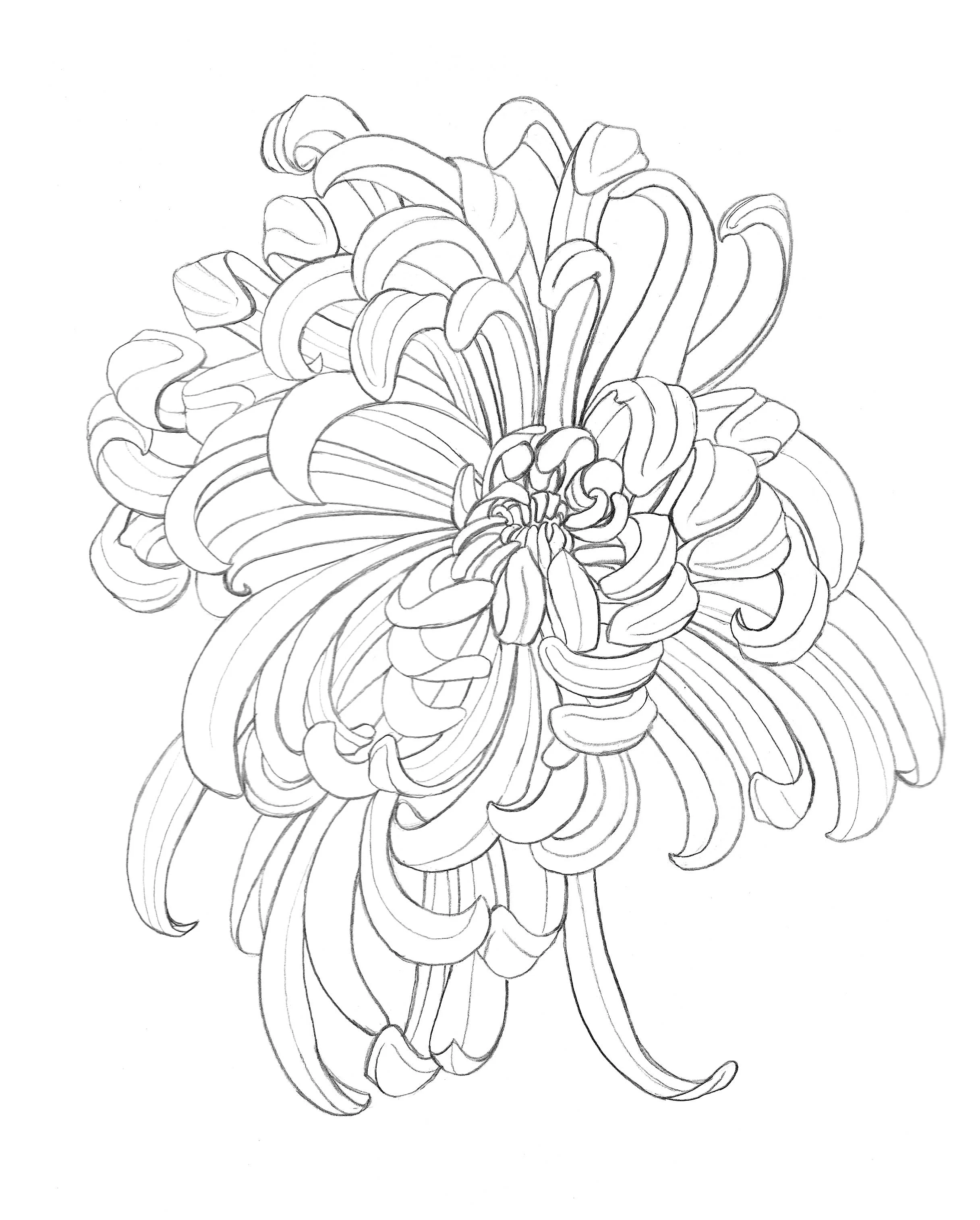 Black and white line drawing of a chrysanthemum flower with detailed petals.
