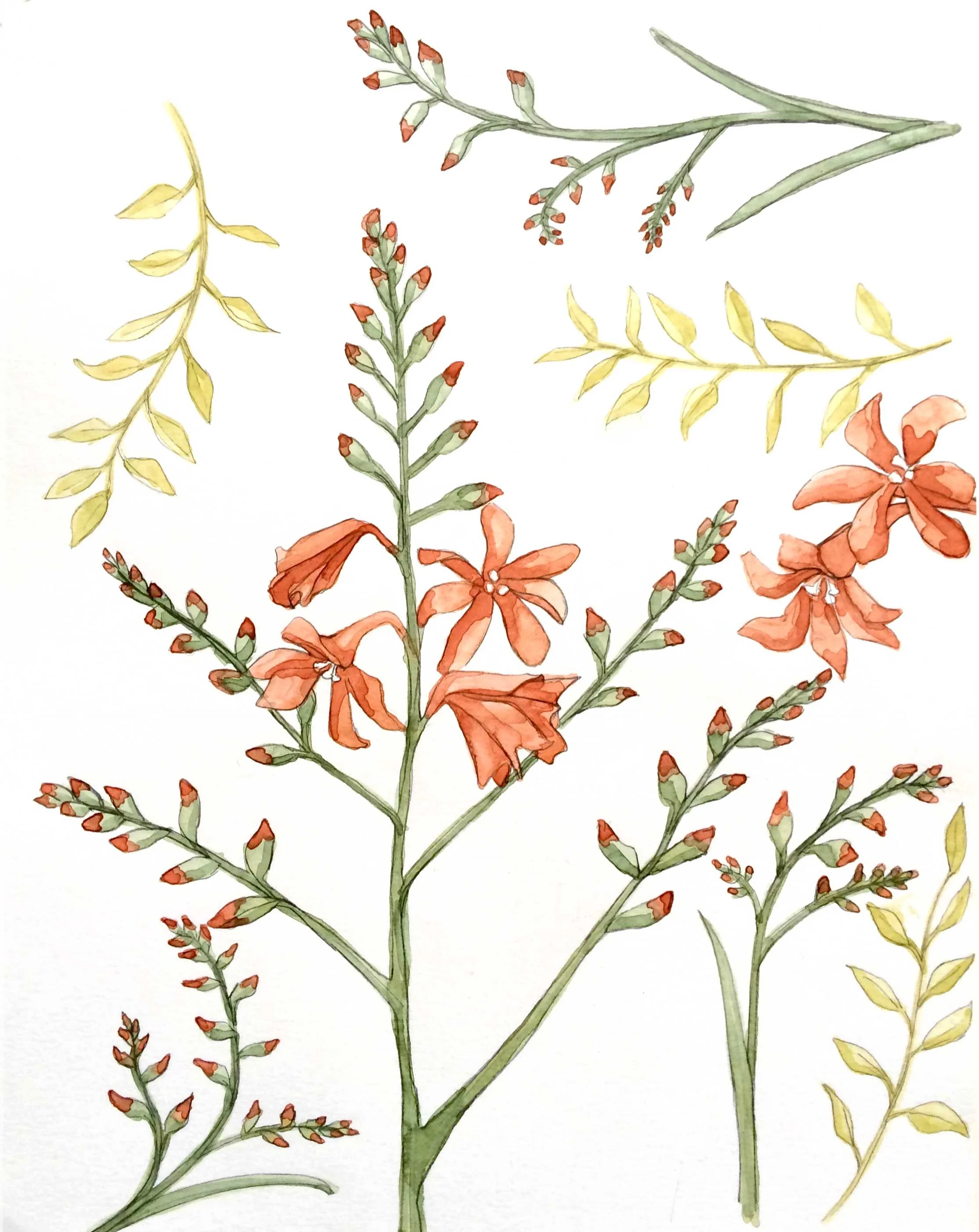 Watercolor illustration of orange flowers and green leaves on a white background.