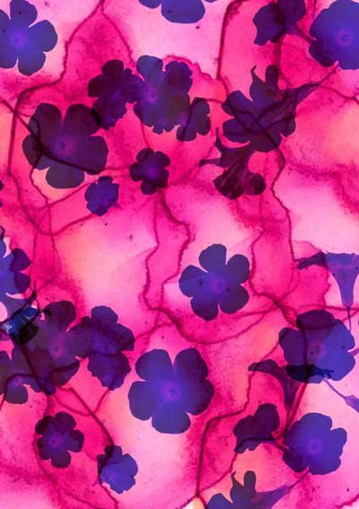Abstract pattern with purple flowers on pink background