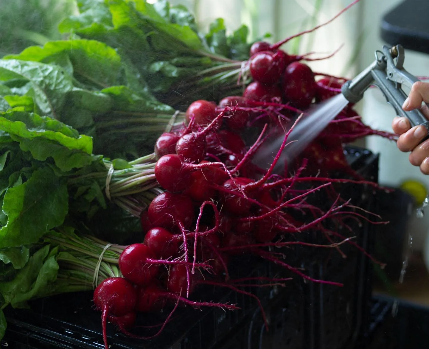 Beautiful food grown by beautiful humans @temperance.farm.nc 

Photos by me