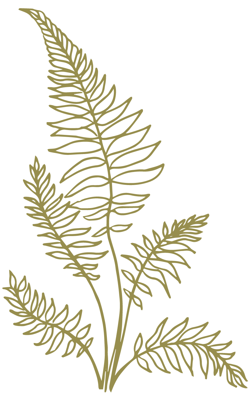 Illustration of a fern plant with intricate leaves against a black background.