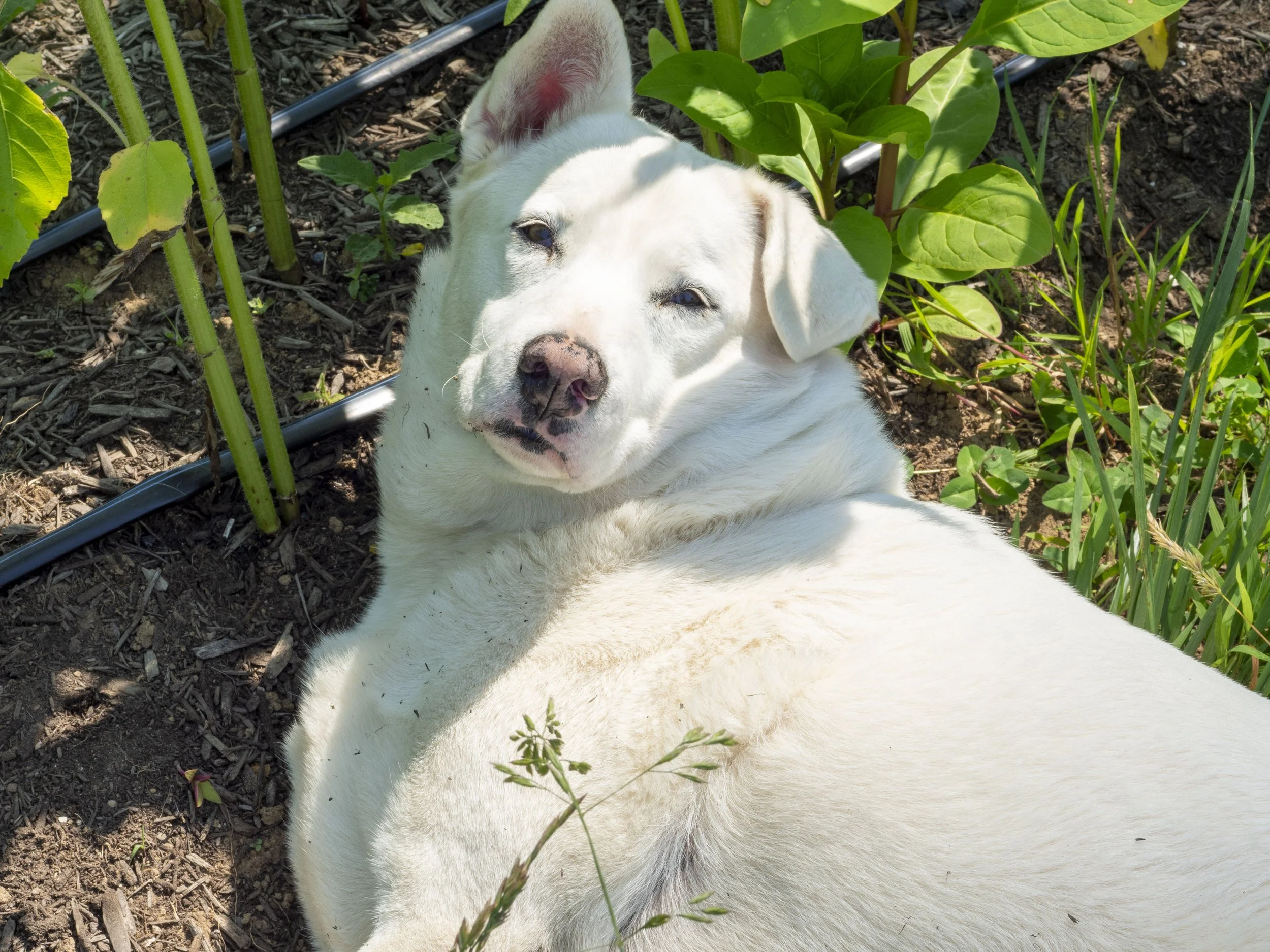 A white dog lying on the ground beside plants, in a garden setting, under sunlight.